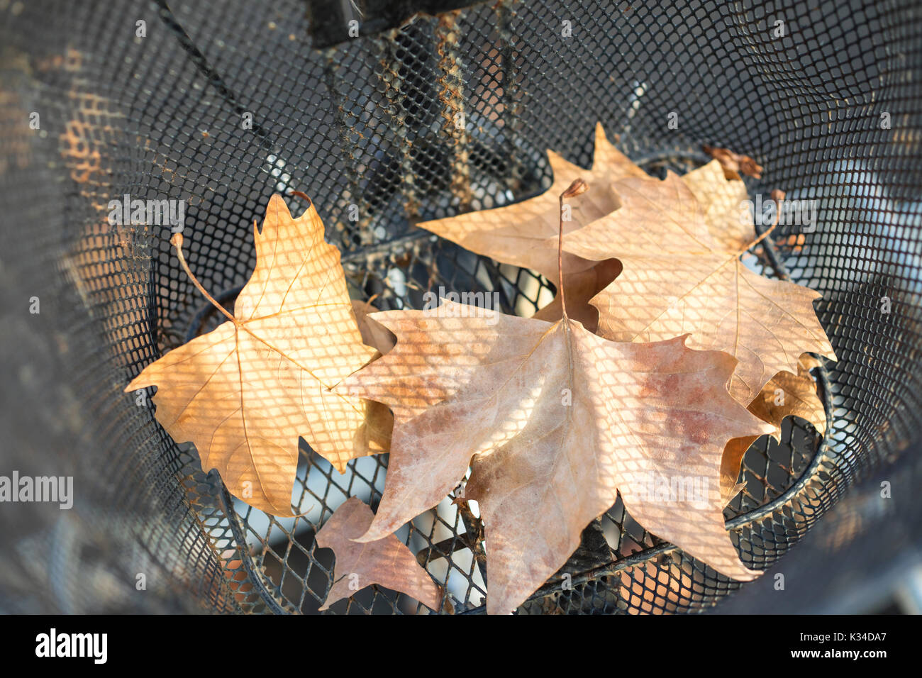 Herbst getrocknete Blätter in ein Fahrrad Korb. Stockfoto
