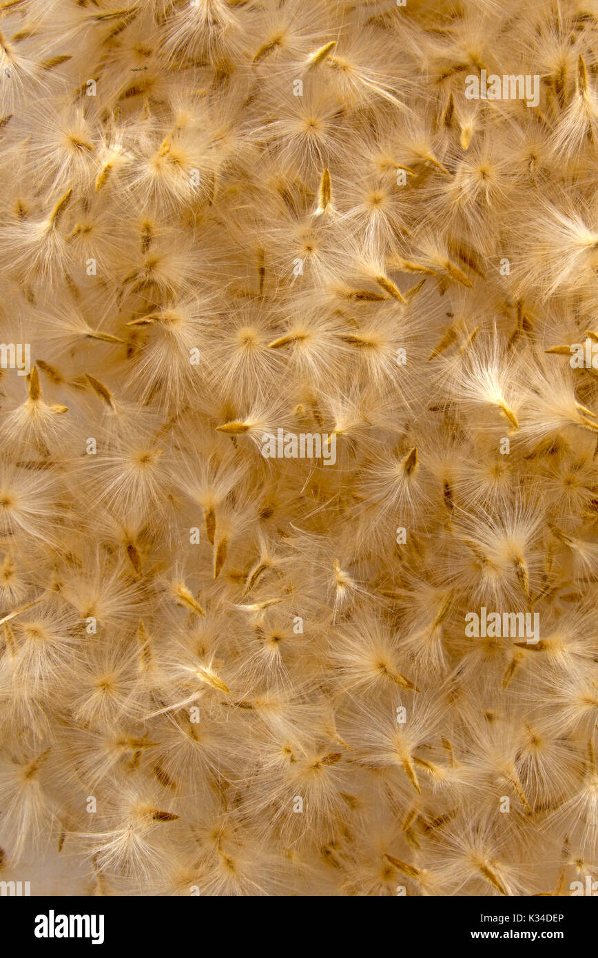 Hintergrund der Oleander Samen, wie Federn aussehen Stockfoto