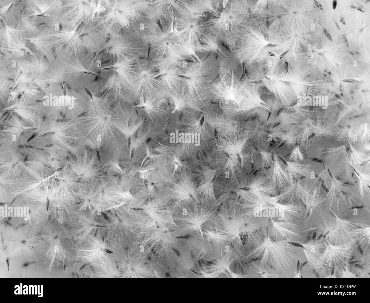 Hintergrund der Oleander Samen, wie Federn im Schwarzweiß-Look Stockfoto