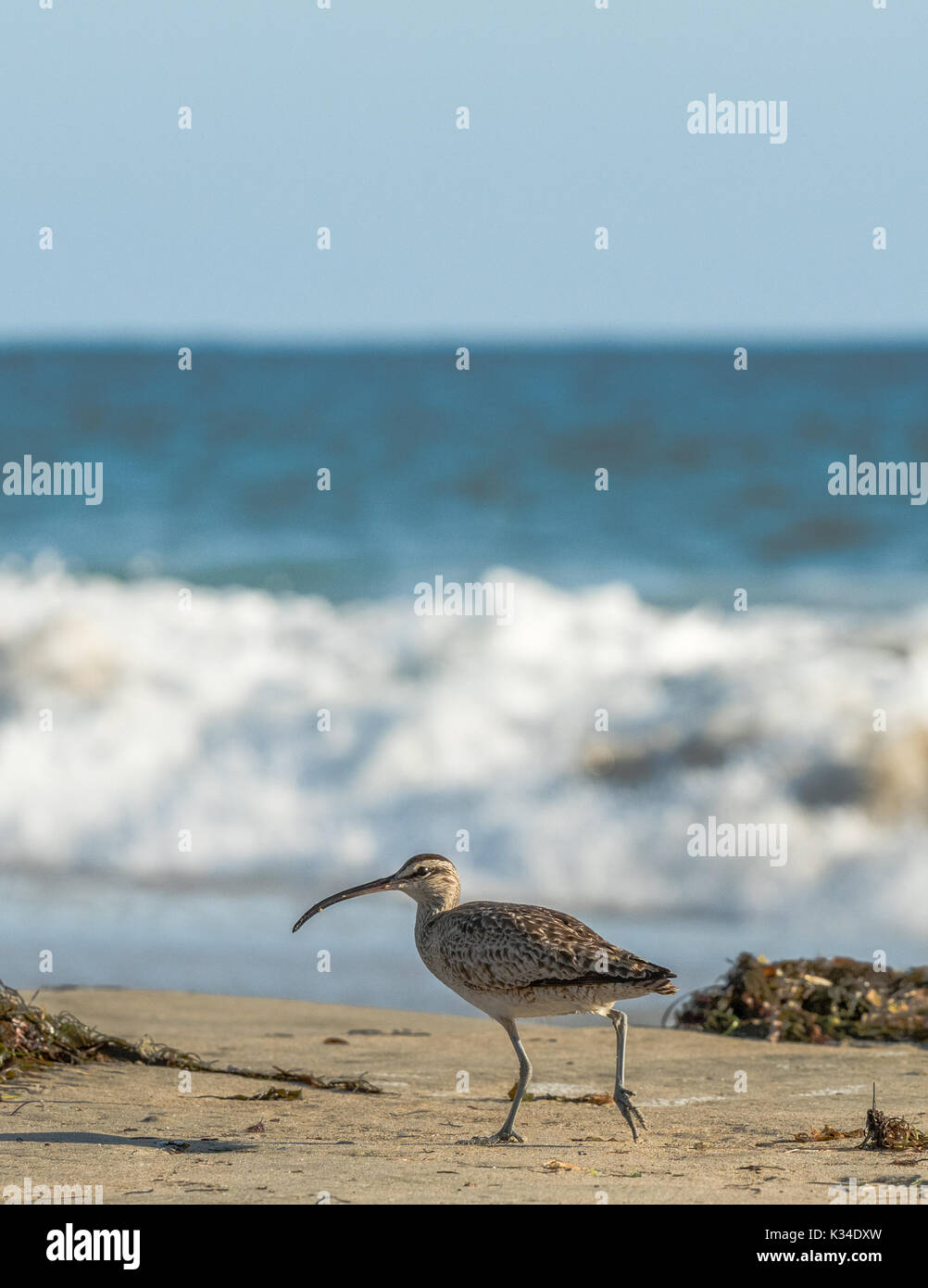 Regenbrachvogel, Ufer Vogel am Strand mit Blick auf das Meer im Hintergrund. Stockfoto