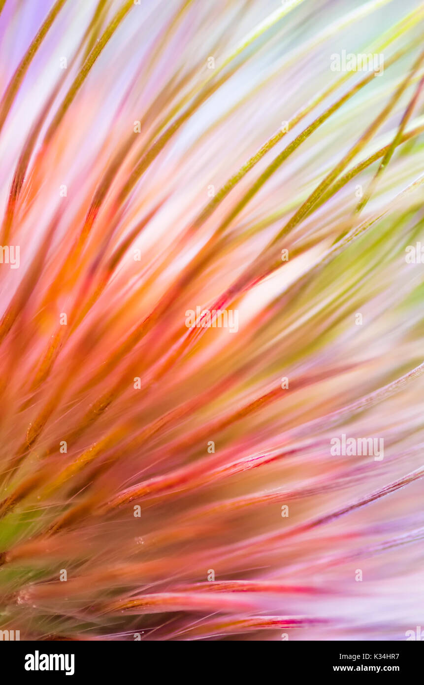 Makro von Pasque flower Seed Kopf Stockfoto