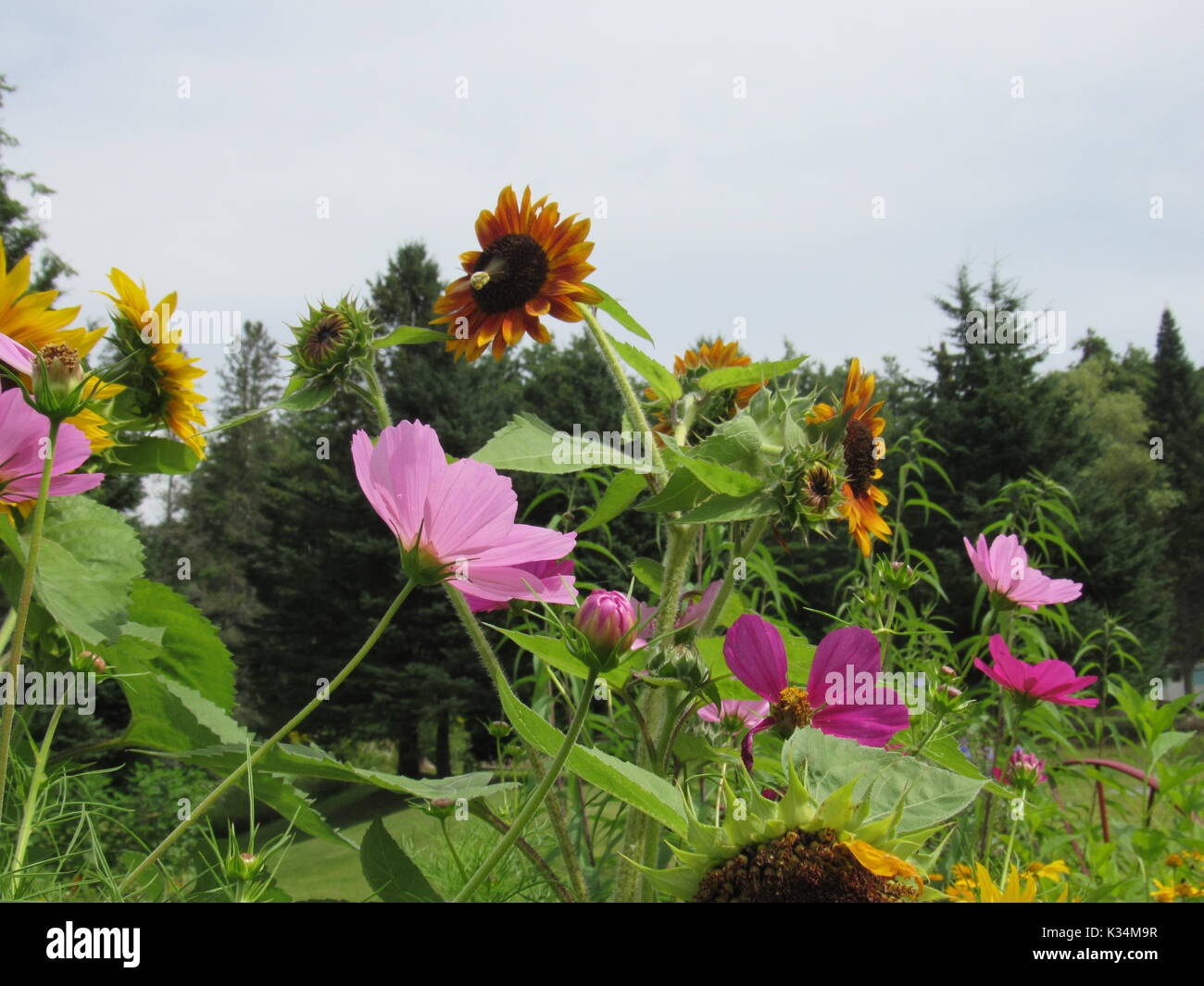 Monarch butterfly auf ZINNIAS Stockfoto