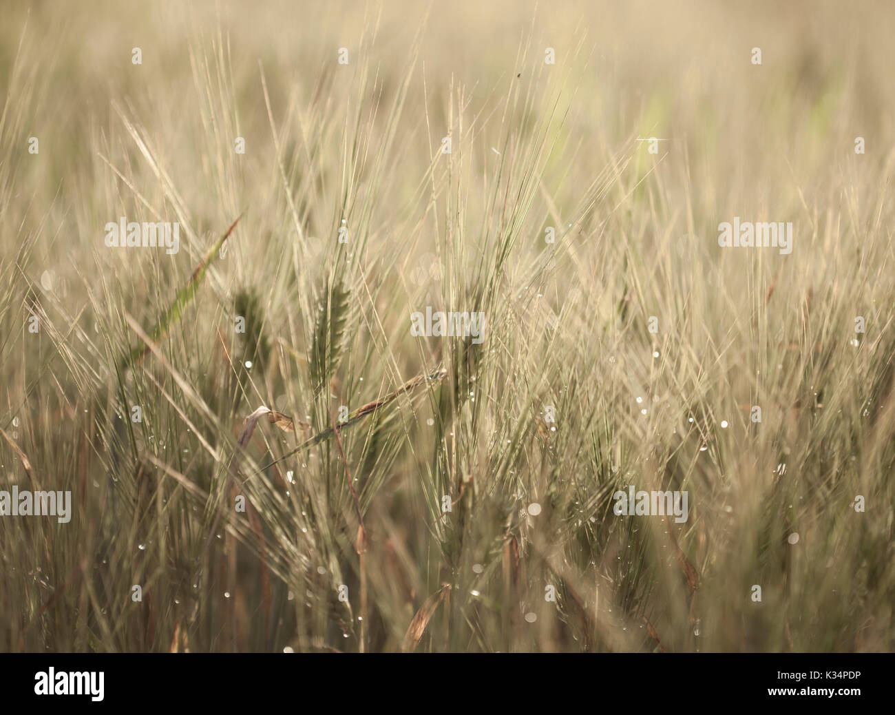 Reife Gerste Makro Hintergrund, Tropfen von Wasser nach dem Regen Stockfoto