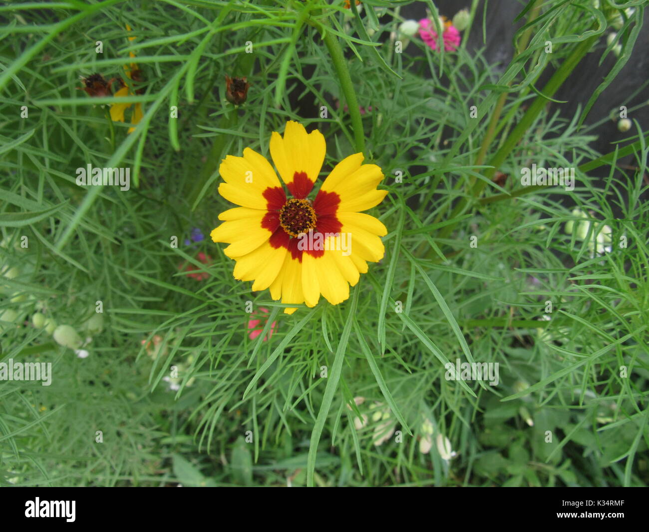 Einfach Garten Blumen in verschiedenen Farben und Arten zu wachsen. Daisy art Blumen. Stockfoto