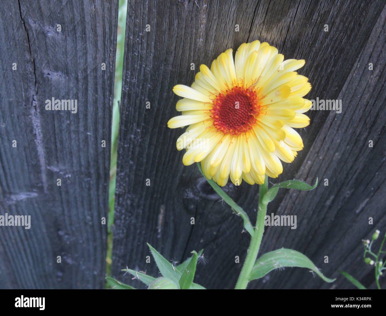 Einfach Garten Blumen in verschiedenen Farben und Arten zu wachsen. Daisy art Blumen. Stockfoto