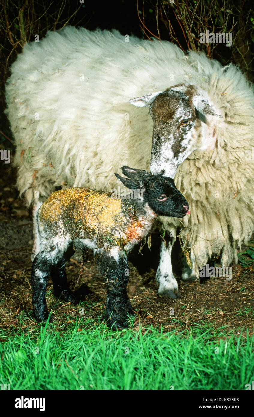 Ewe und Neu geboren Lamm. Weibliche Schafe Reinigung bis Lamm nach der Geburt. Elterliche Anerkennung durch Geruch, Riechen, Pheromone. Gelber Fleck auf Lamm Fell f Stockfoto