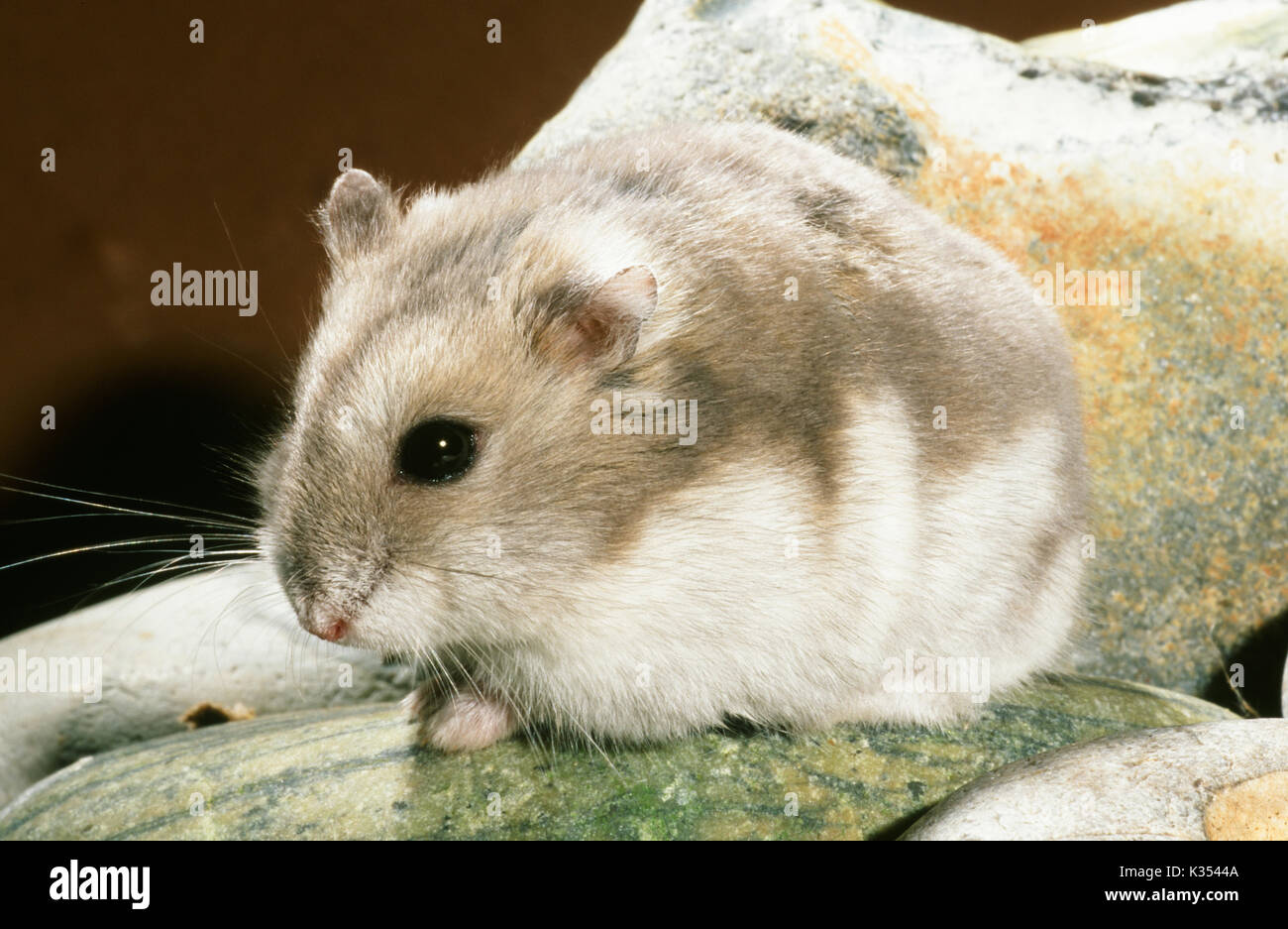 Russische Zwerg Behaarte-footed Hamster Phodopus sungorus sungorus. Winter weiße Form, März Fell. Stockfoto