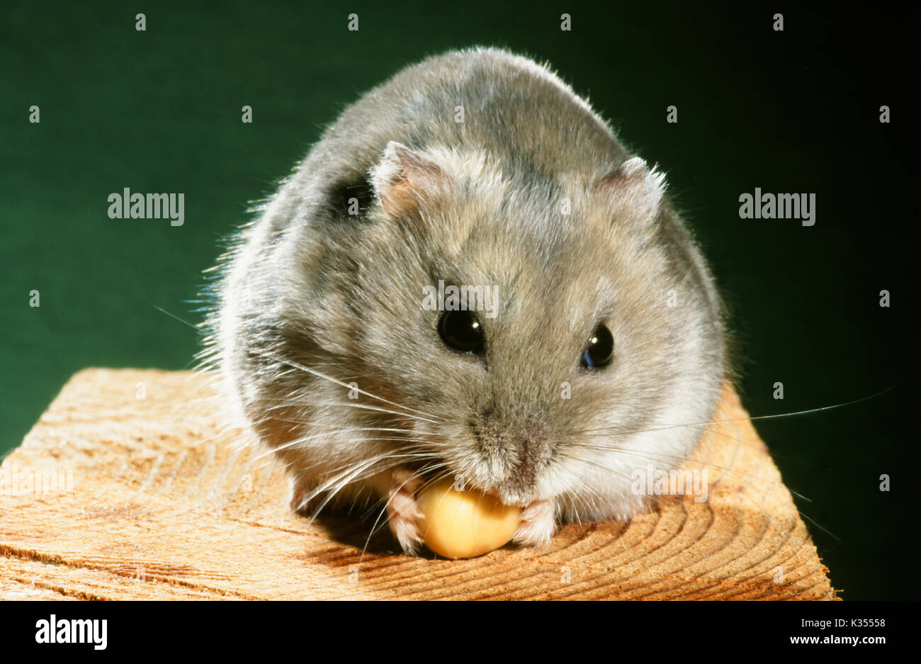 Einen samen essen -Fotos und -Bildmaterial in hoher Auflösung - Campbells Russisch Russisch Zwerghamster PhoDopus Sungorus Cambelli Halten Lebensmittel Mit Haarigen VorDerpfoten Essen Ein Samen K35558
