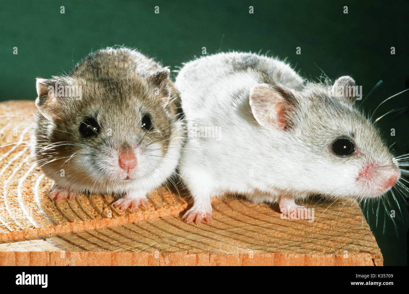 Chinesische Hamster barabensis Cricetulus griseus). Zeigen Variationen in Farbe. Normale Wildform oder agouti Fell auf der linken Seite. Pet- und Labortiere. Stockfoto