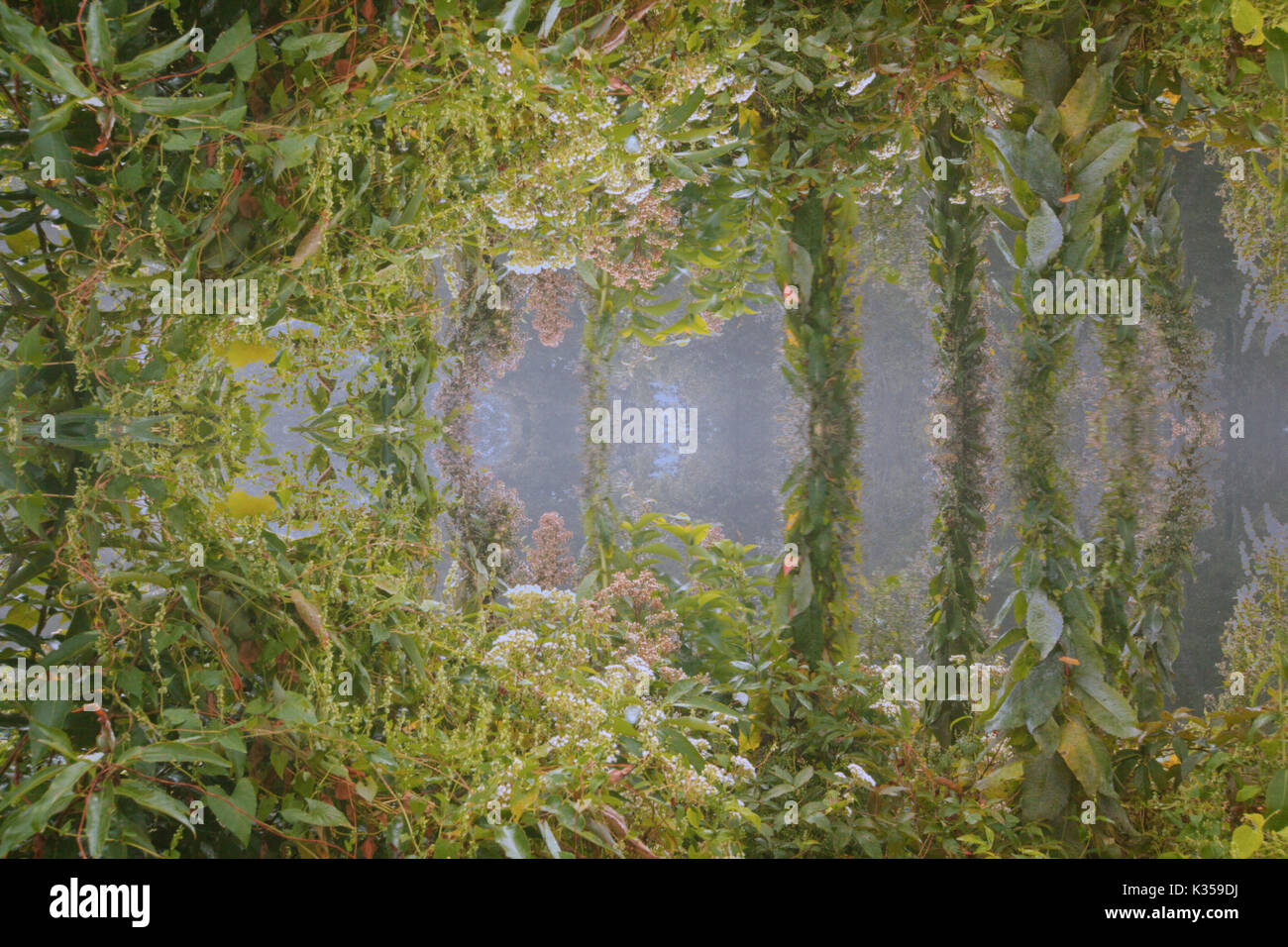 Eine abstrakte psychedelic Bild eines Waldes. Stockfoto