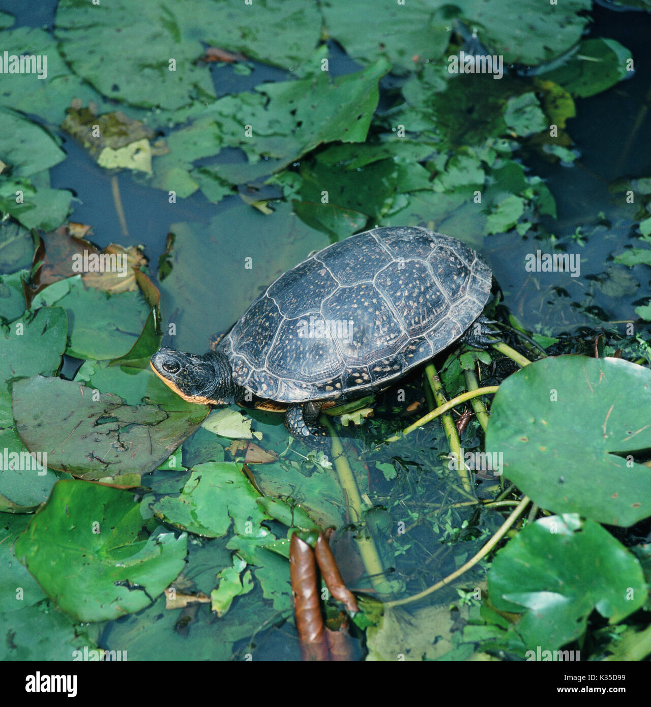 Blanding Emydoidea blandingii der Schildkröte. Nordamerika. Gelbe Kinn und Unterkiefer und Flecken auf Panzer Lamellen helfen, diese Arten identifizieren. Stockfoto
