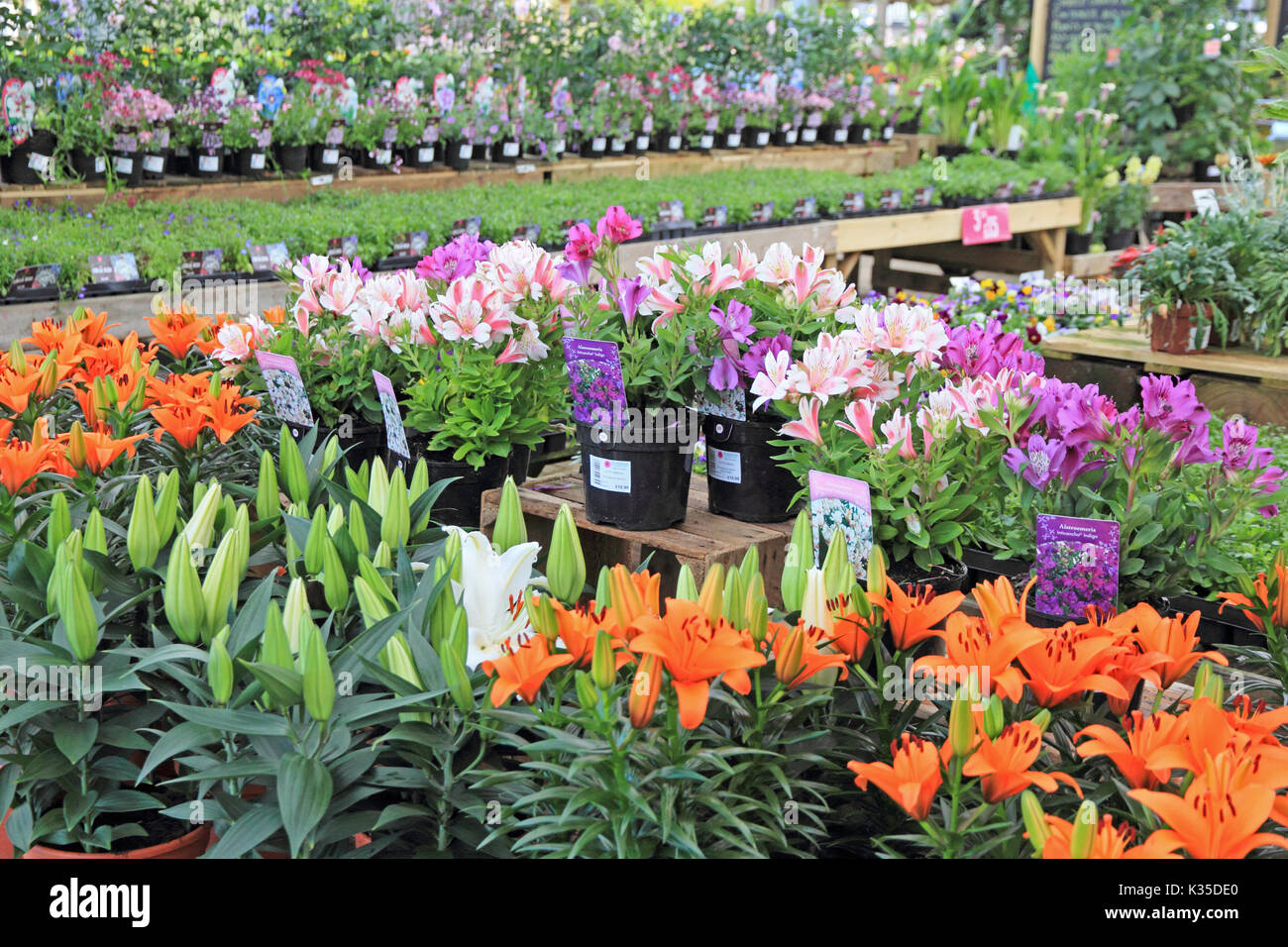 Blühende Pflanzen im Garten Center Stockfoto