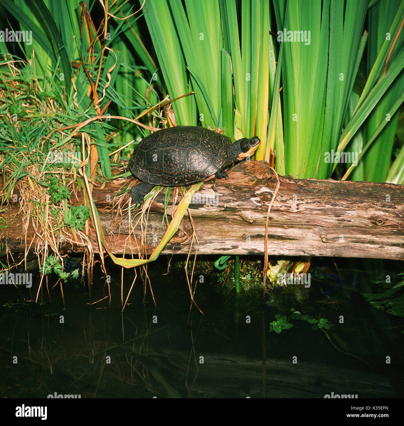 Blanding Emydoidea blandingii der Schildkröte. Gelbe Kinn und Unterkiefer und Flecken auf Panzer Lamellen Hilfe dieser Nordamerikanischen Arten identifizieren. Stockfoto