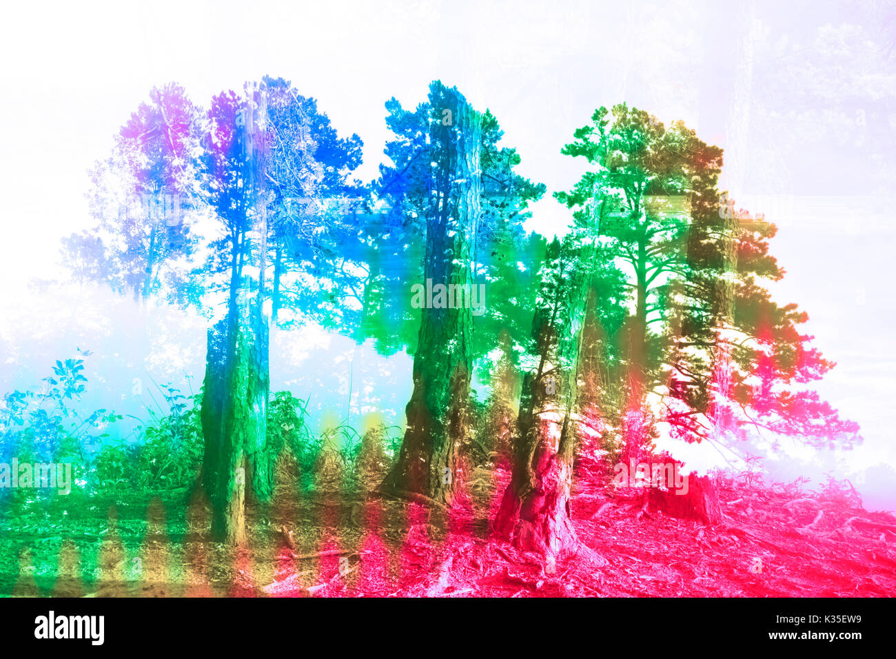 Eine bunte Abstrakt Hintergrund Bild von einem Nadelwald. Stockfoto