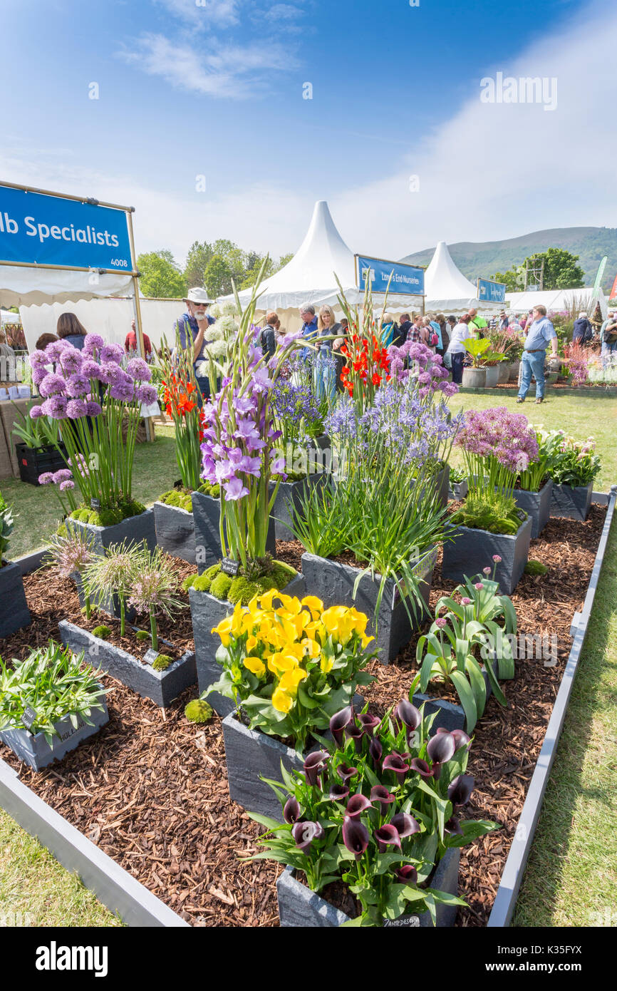 Einen eindrucksvollen und bunten Outdoor sales Anzeige der dekorativen Blumenzwiebeln im Frühjahr 2017 RHS Malvern, Worcestershire, England, Großbritannien Stockfoto