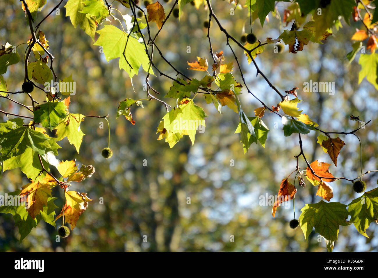 Blätter mit Sun Reflexion Stockfoto