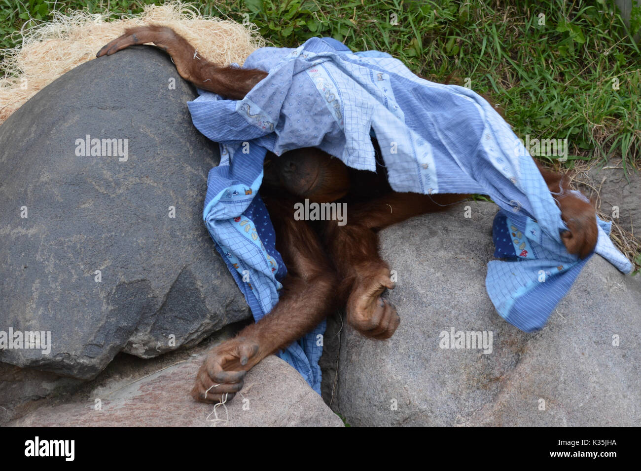 Orang-utan mit einer blauen Decke Stockfoto