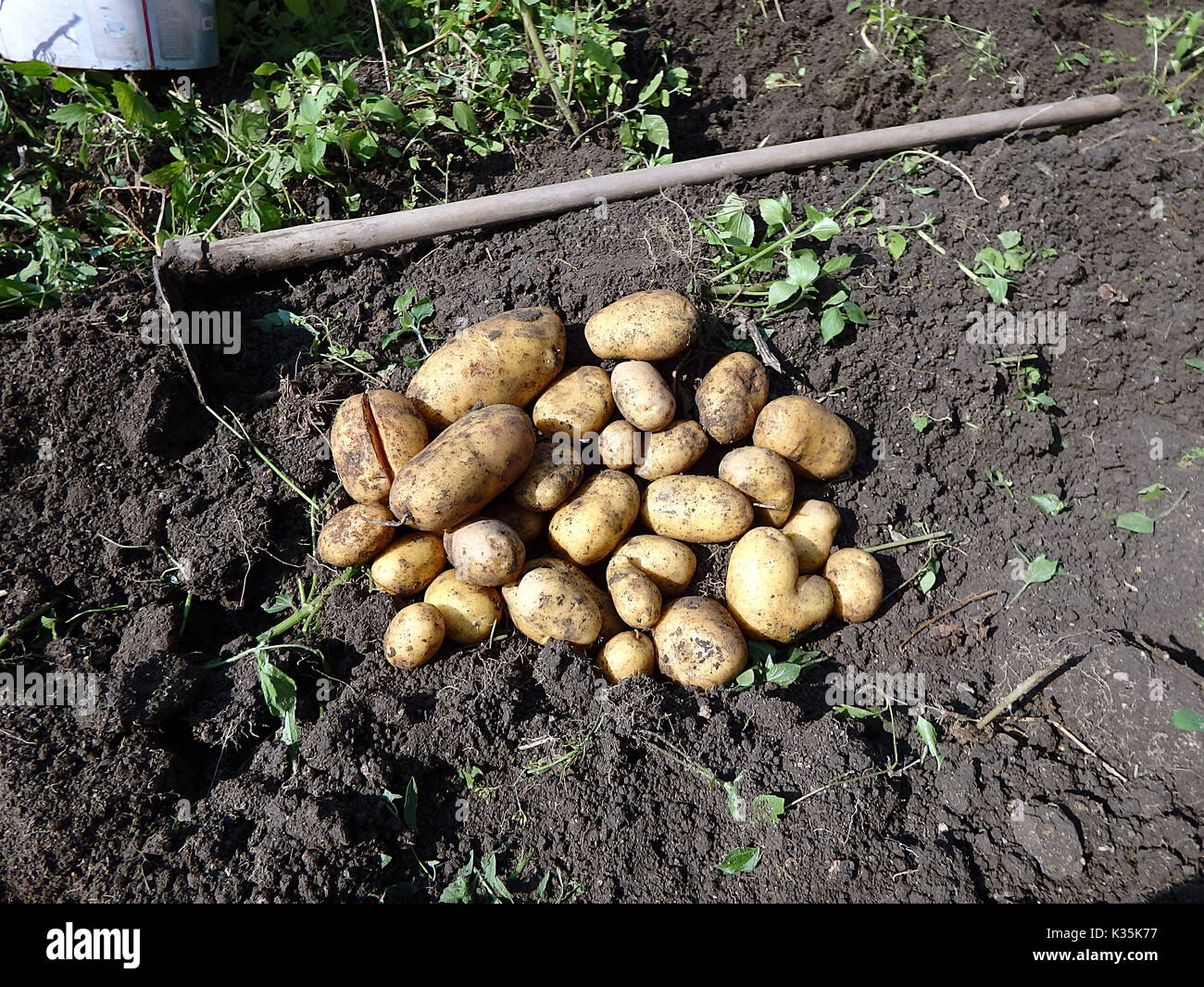 Kartoffel Ernte Frische Kartoffeln Wenn Aus Biologischem Anbau