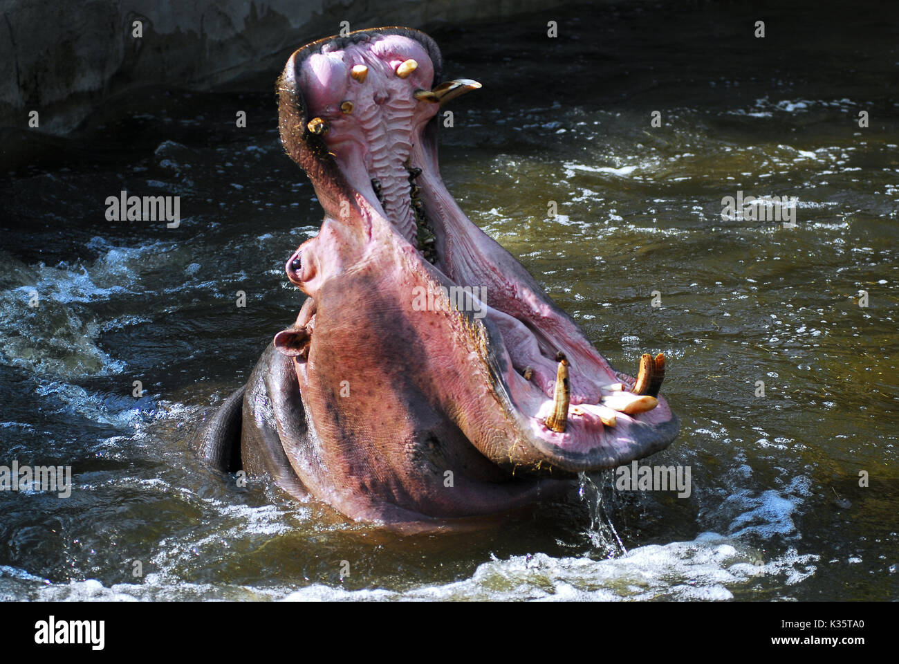 Nahaufnahme der Hippopotamus Amphibius öffnen Mund im Wasser Stockfoto