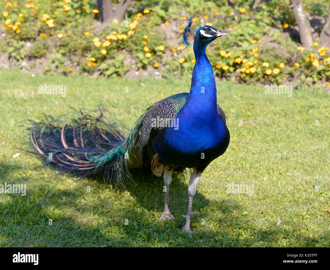 Closeup männliche indische Pfau (Pavo cristatus) stehen auf Gras und von vorne gesehen Stockfoto