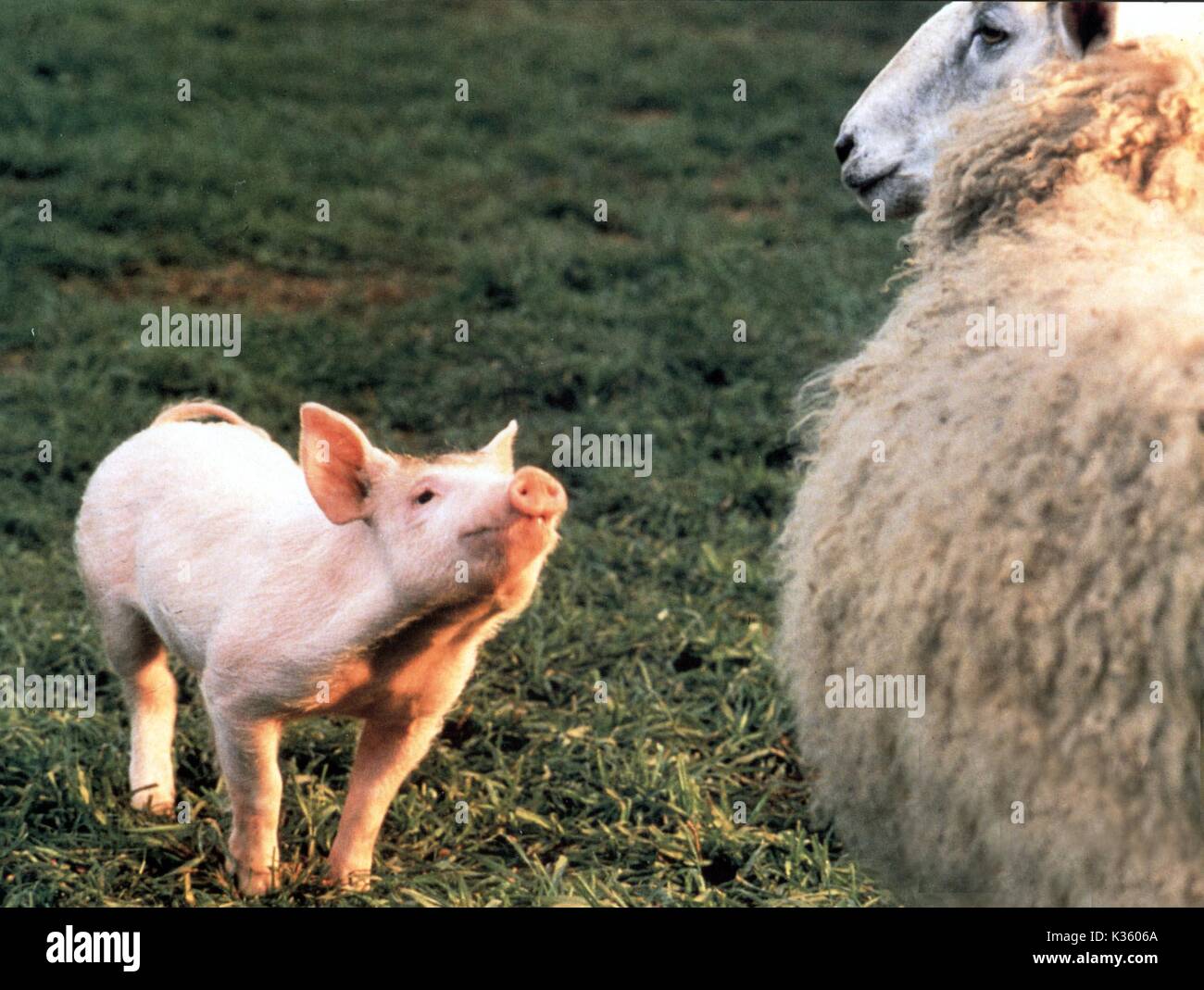 BABE DIE GALLANT PIG Datum: 1995 Stockfoto