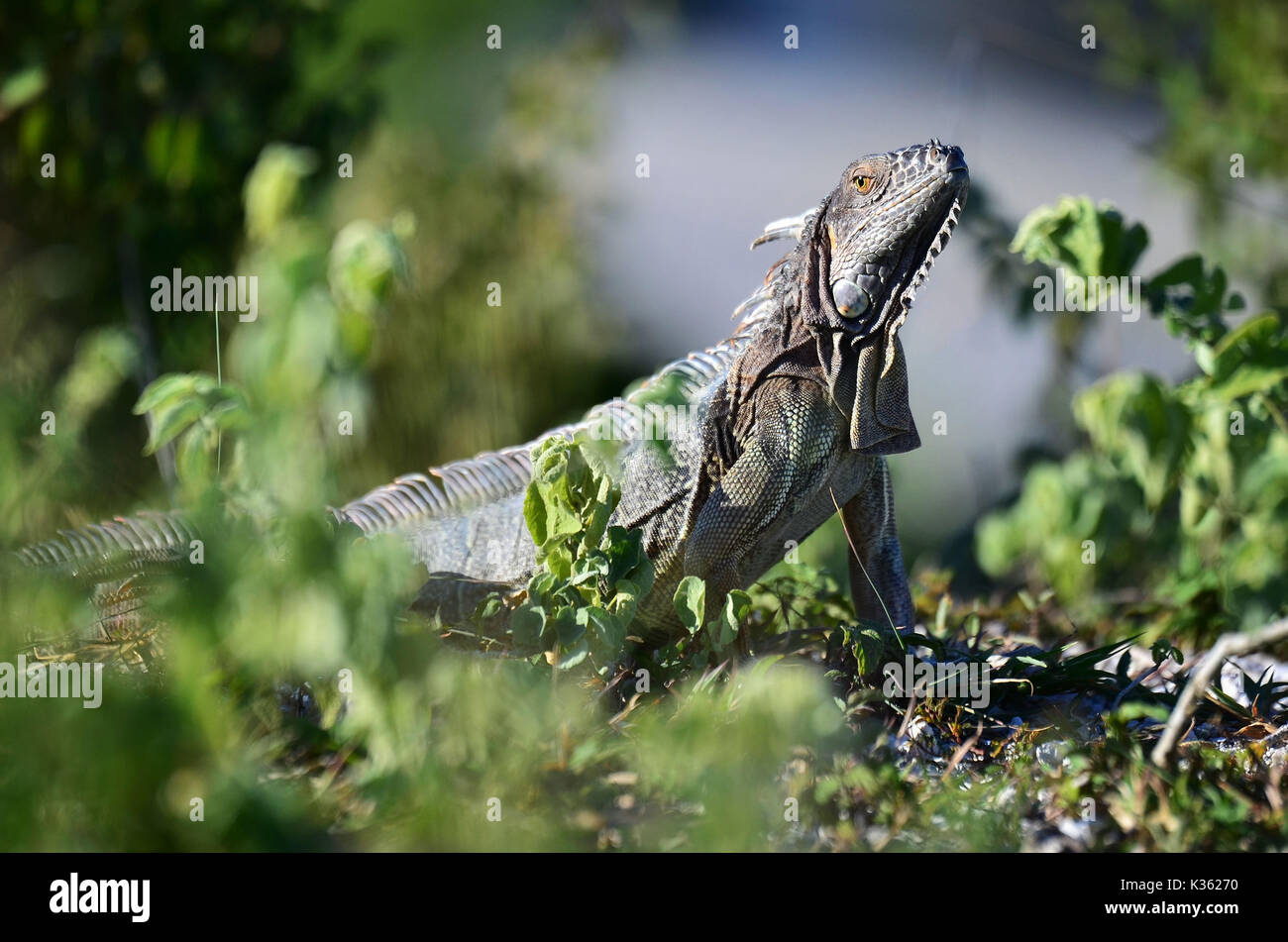 Grüner Leguan - Iguana iguana Stockfoto