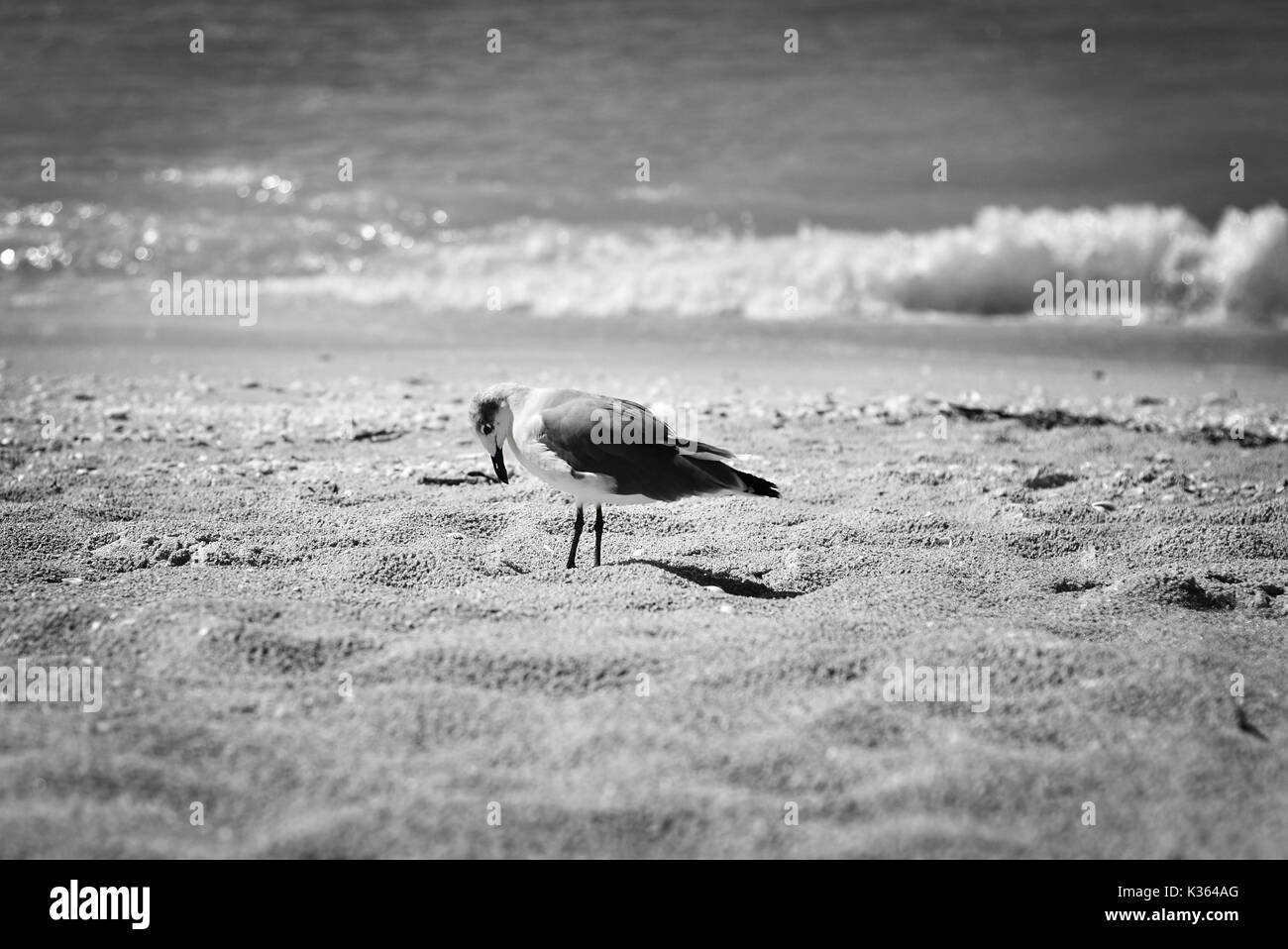 Laridae Seagull - Stockfoto