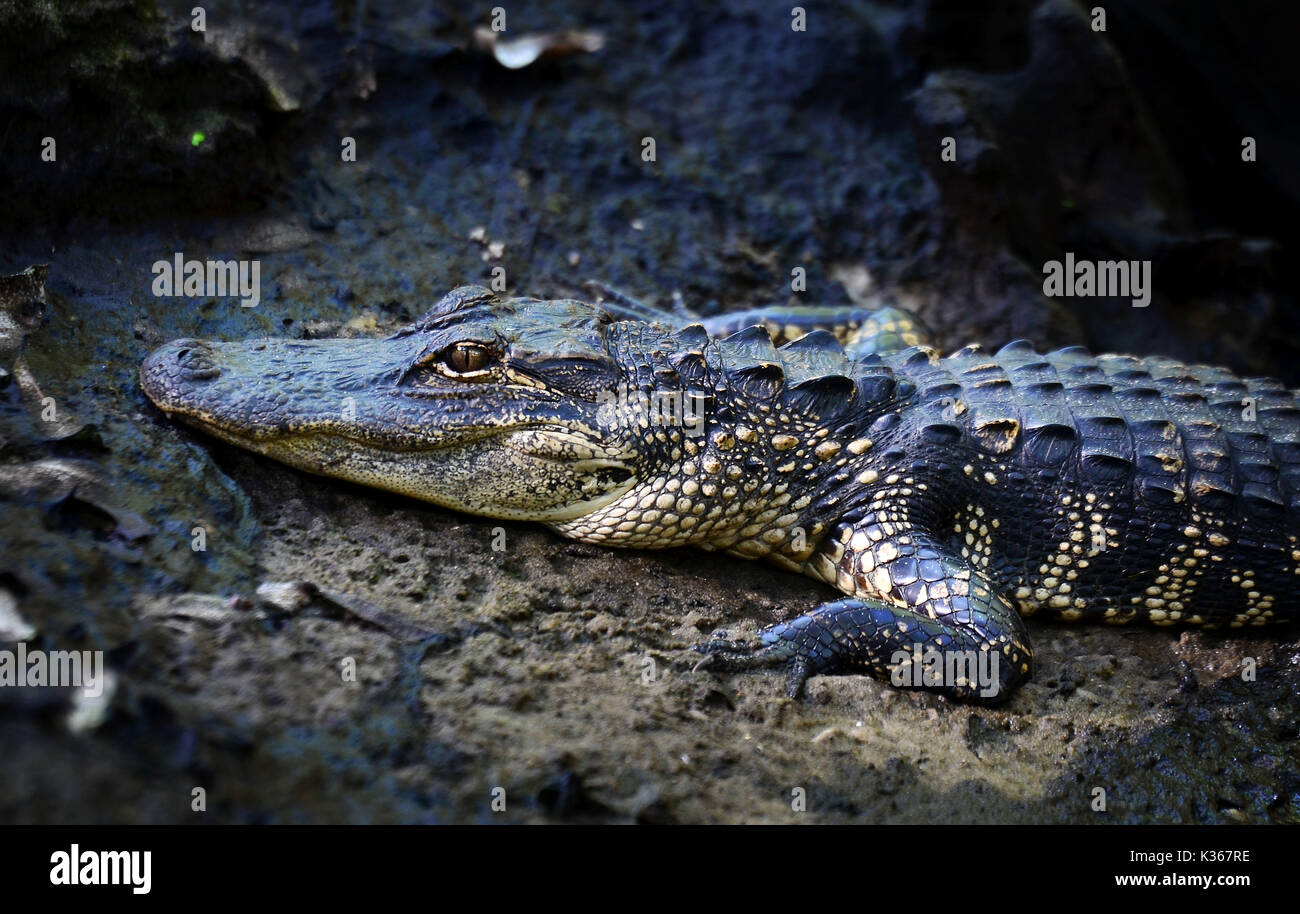 Amerikanischer Krokodil ruht auf einer Bank Stockfoto