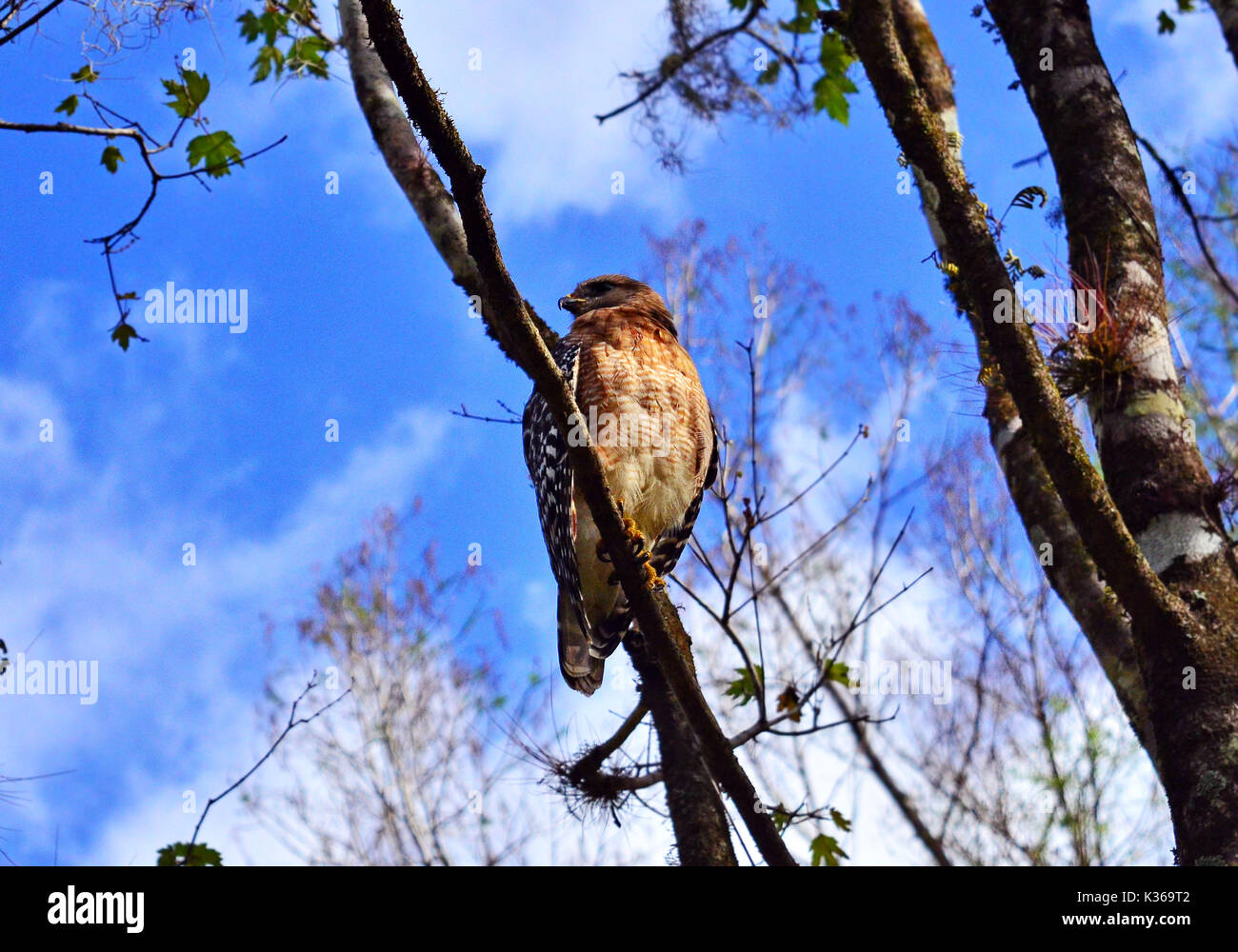 Red geschulterten Falken - Buteo lineatus Stockfoto