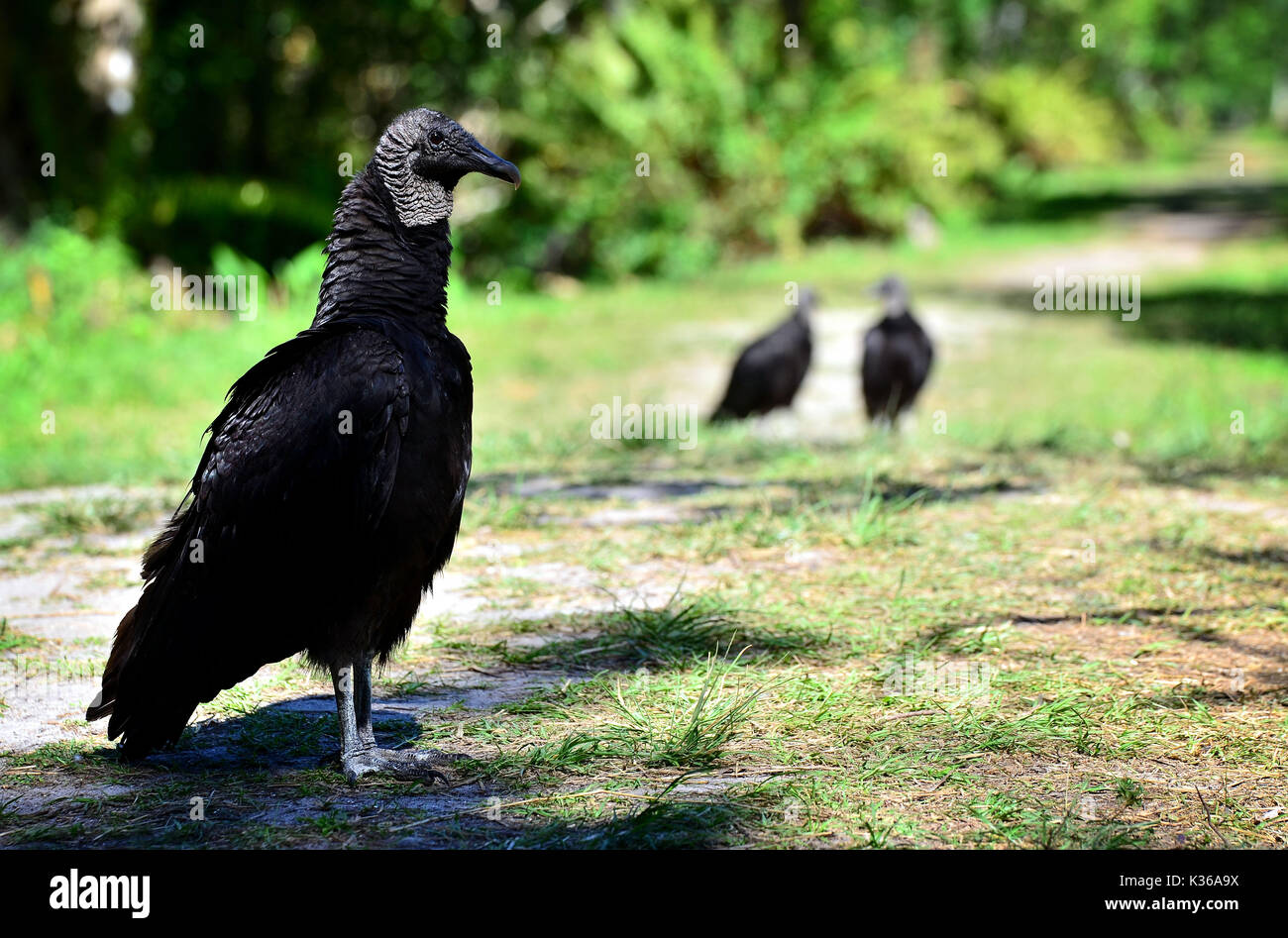 Mönchsgeier Südwesten Florida Sumpf Stockfoto