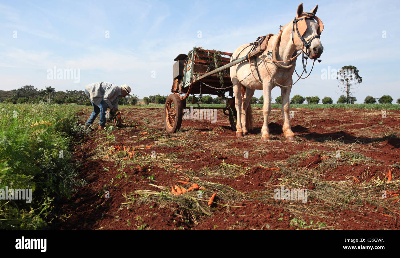 CAMPO MOURÃO, PR - 01.09.2017: COLHEITA DE CENOURA EM CAMPO MOURÃO-ländlichen Bauern ernten Möhren in ländlichen Betriebe in Campo Mourão, in der Region Paraná Central-West. Auf dem Foto, Produzent ernten Möhren mit tierischen Traktion Warenkorb in ländlichen Anwesen in Campo Mourão. (Foto: dirceu Portugal/Fotoarena) Stockfoto