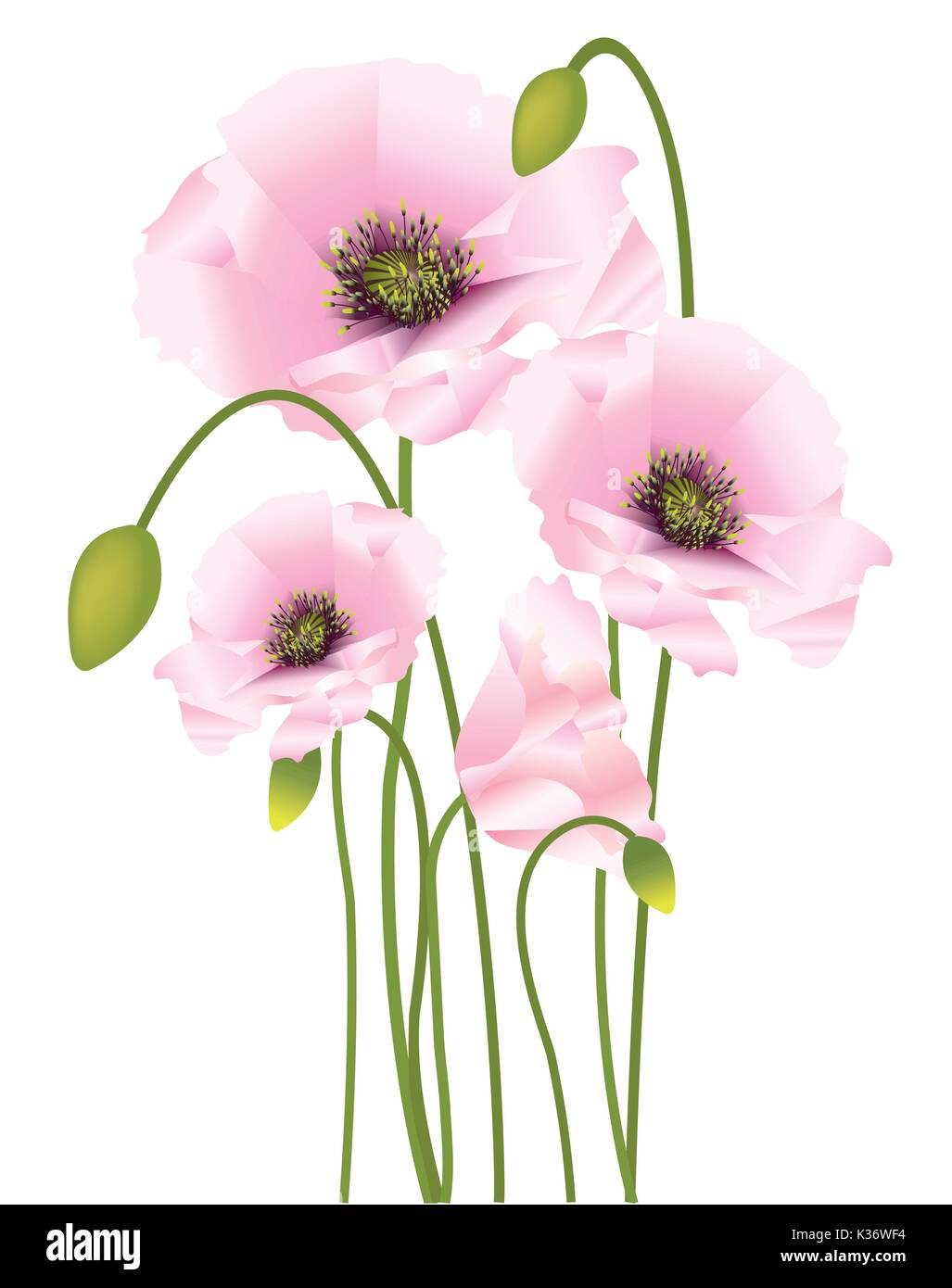 Schöne helle Farben Mohnblumen mit Knospen und Samenkapseln Stock Vektor