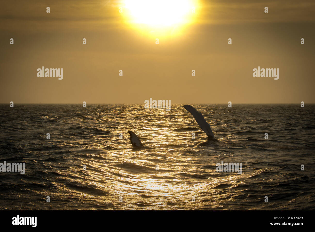 Ein Buckelwal fin Slapping bei Sonnenuntergang mit ihrem Baby in Cape Cod Massachusetts zu kommunizieren. Stockfoto