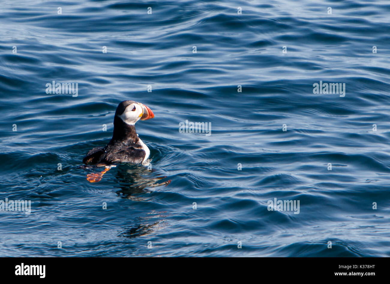 Papageitaucher [Fratercula arctica] auf dem Wasser in der Nähe von Reykjavik. Stockfoto