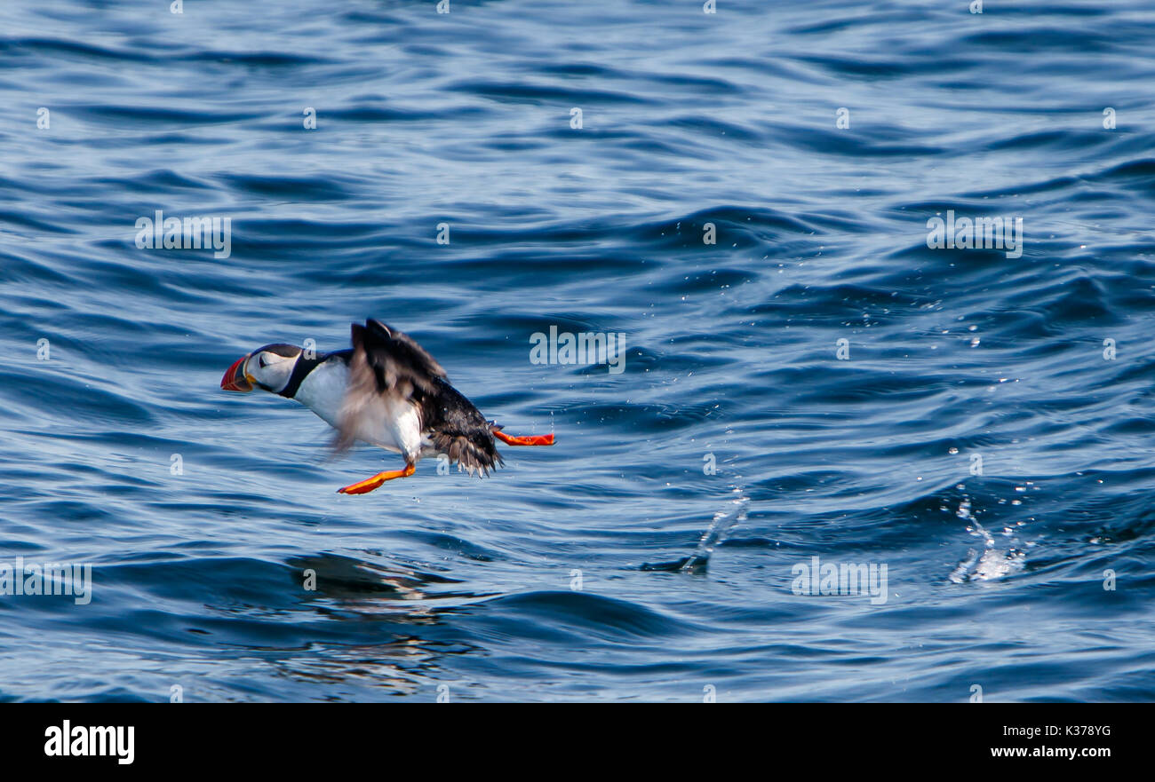 Papageitaucher [Fratercula arctica] zu Beginn Ihres Fluges. Stockfoto