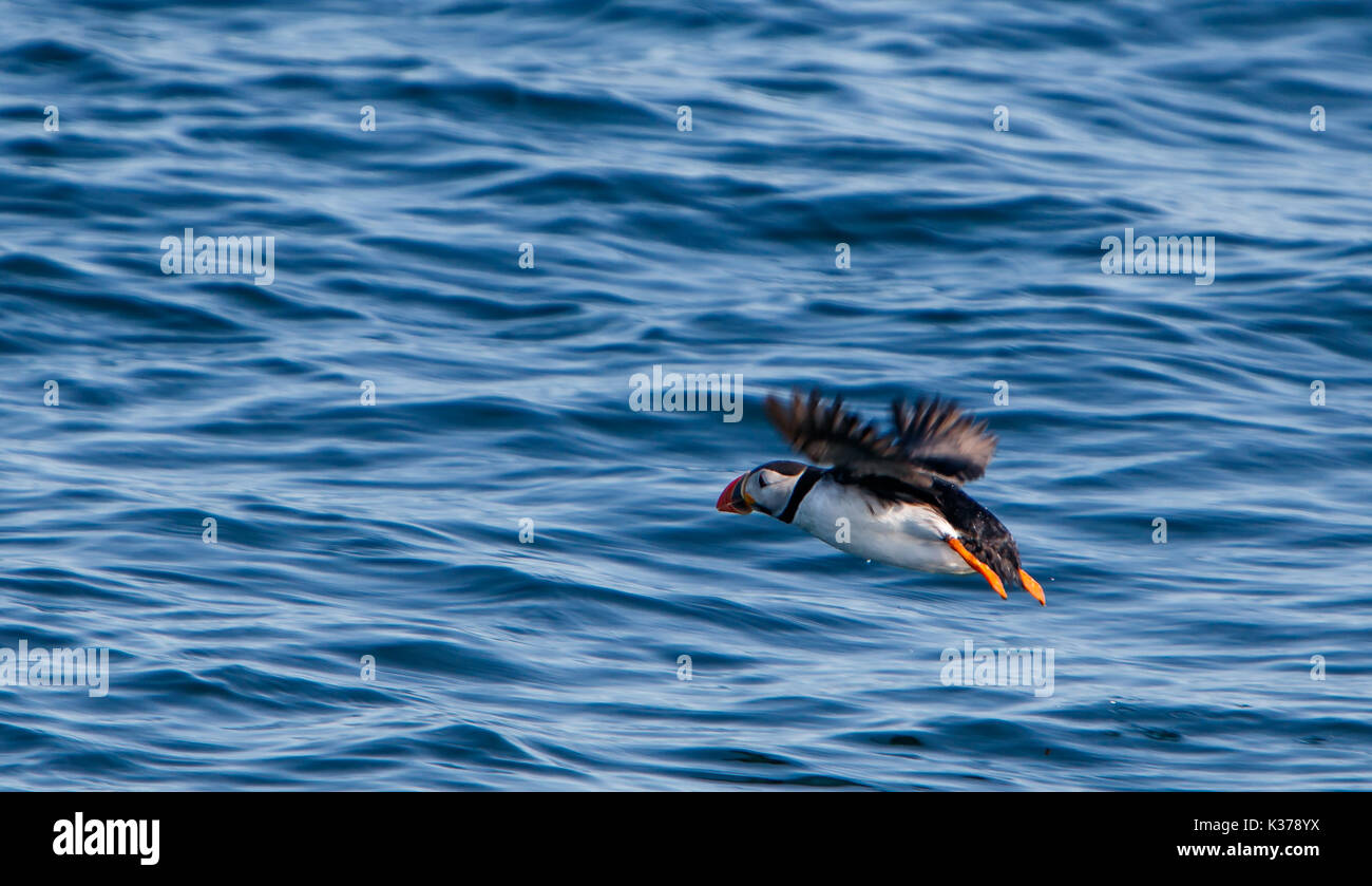 Papageitaucher [Fratercula arctica] über dem Wasser in der Nähe von Reykjavik fliegen. Stockfoto