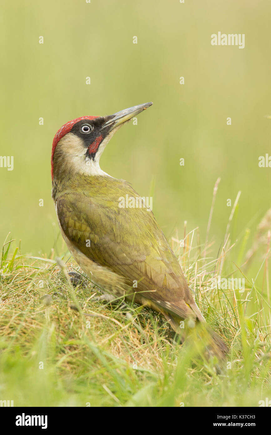 Männliche Grünspecht Picus Viridis Fütterung auf Ameisen Stockfoto