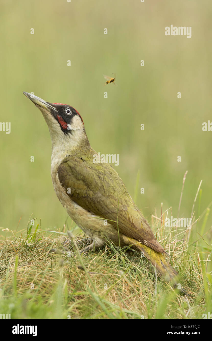 Männliche Grünspecht Picus Viridis Fütterung auf Ameisen Stockfoto