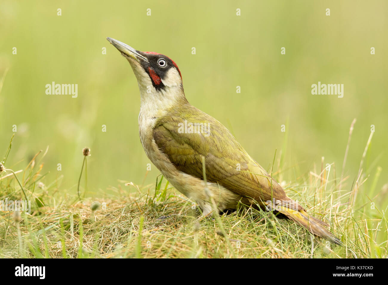 Männliche Grünspecht Picus Viridis Fütterung auf Ameisen Stockfoto