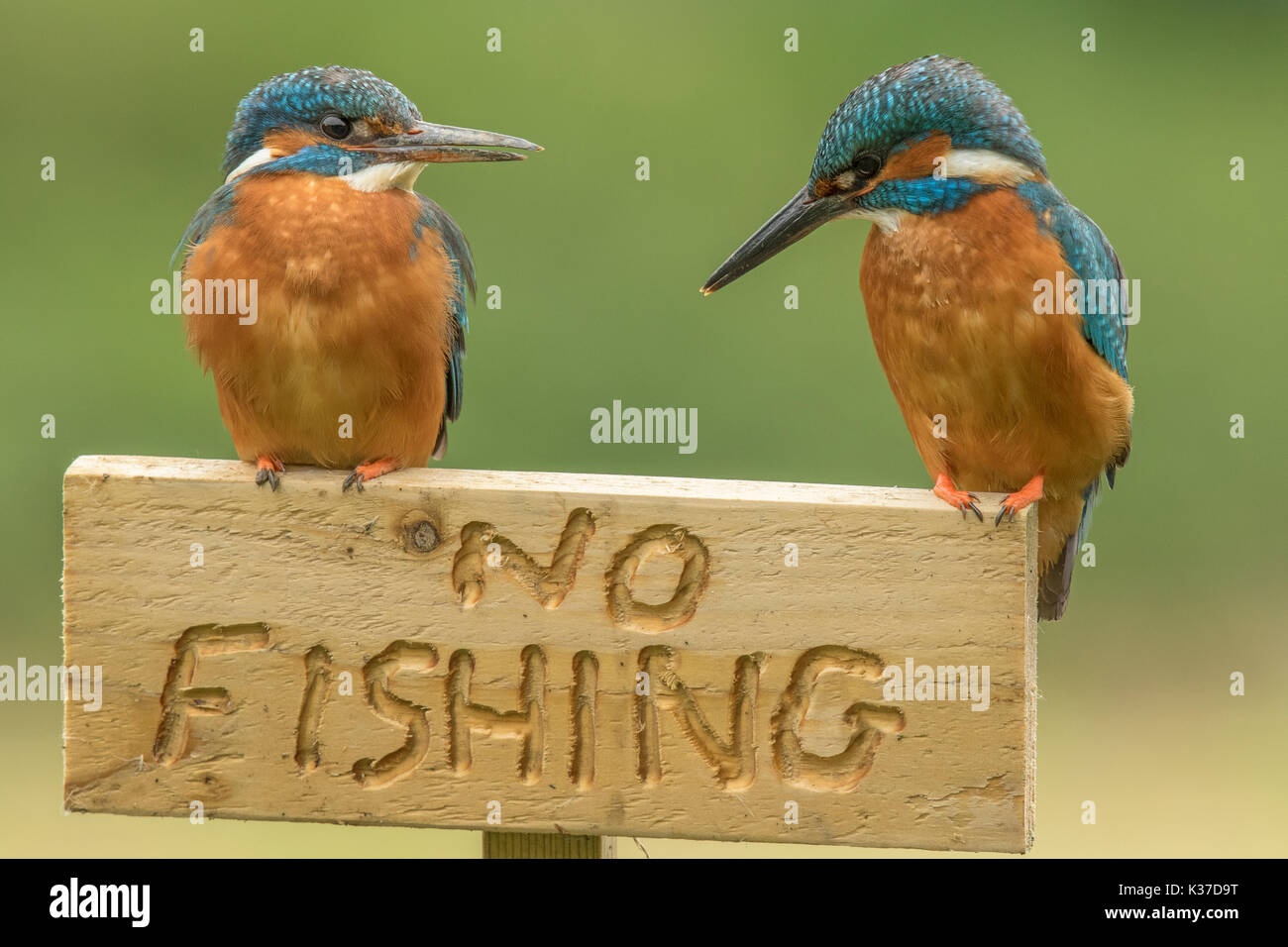 Paar Eisvögel auf einem Keine Fischerei Zeichen hochgestellt Stockfoto