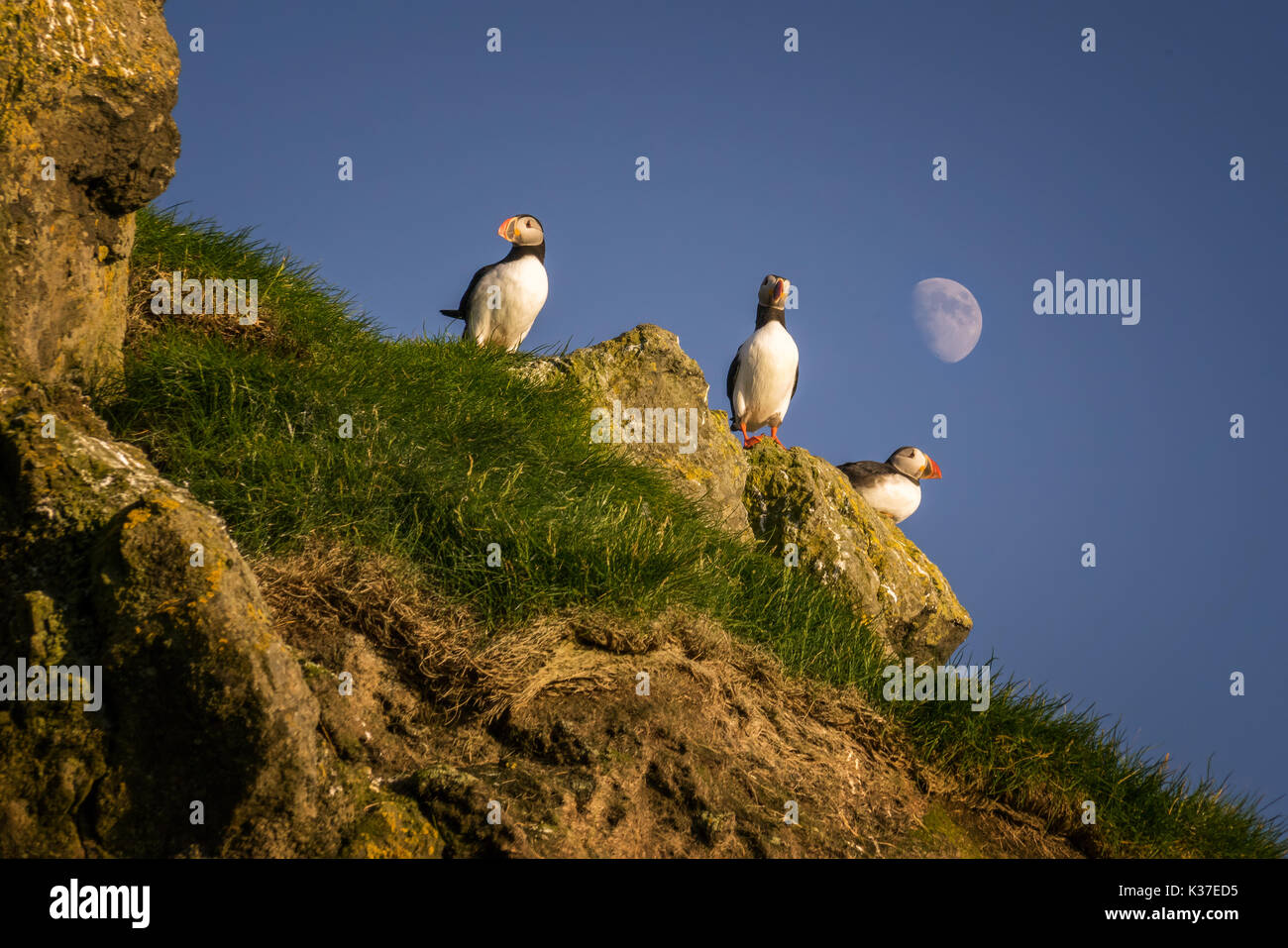 Drei Papageientaucher auf Mykines Insel mit Mond im Hintergrund, Färöer Inseln Stockfoto