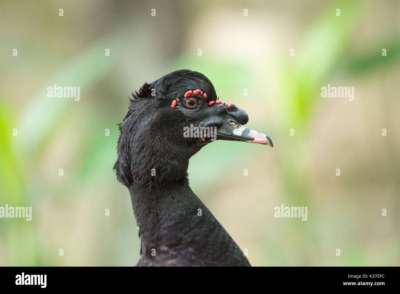 Muscovy Duck Cairina moschata. Kopf Porträt eines erwachsenen Drake. Wilden vorfahren Form des inländischen Hausgeflügel Rasse. Stockfoto