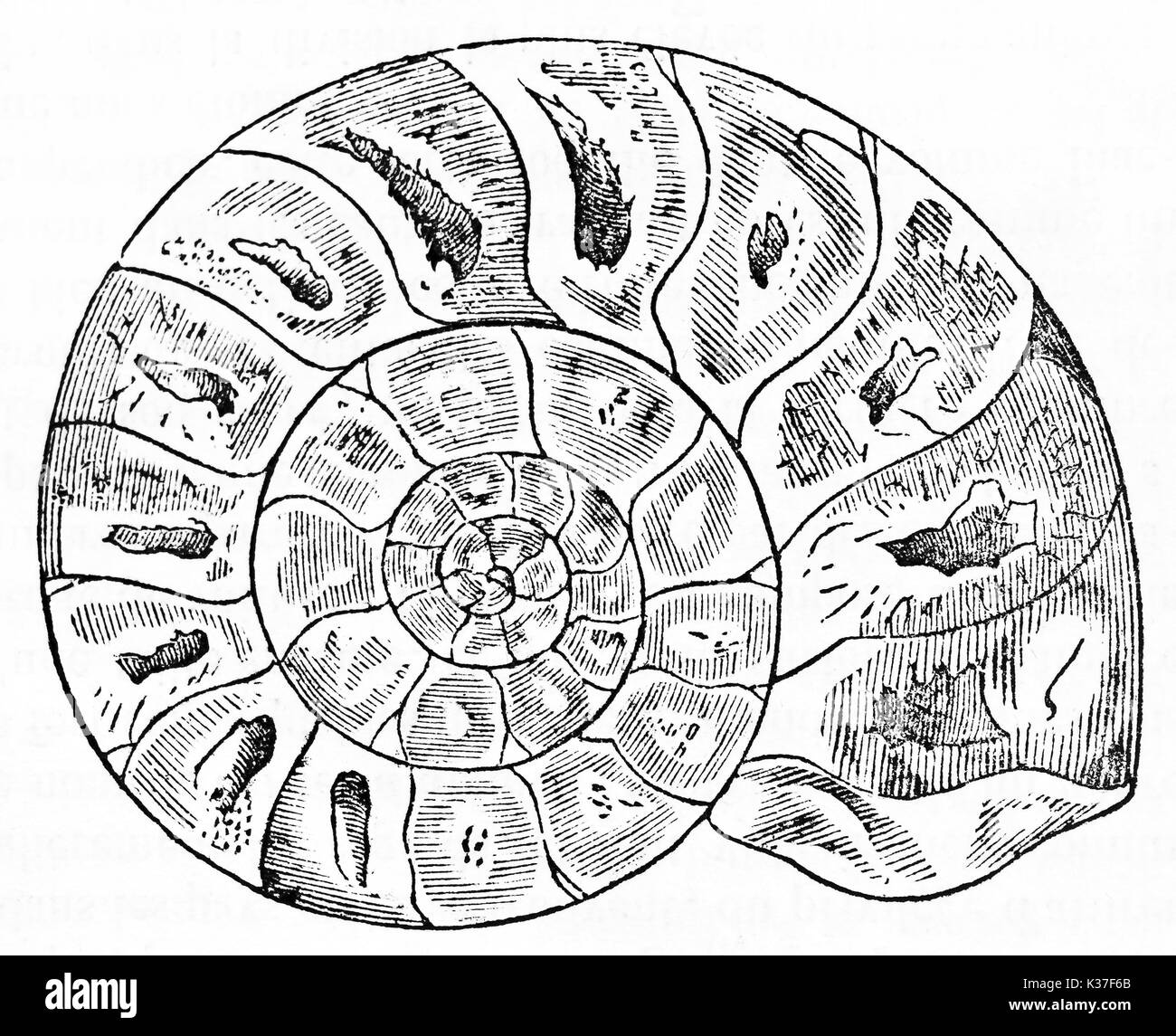 Alte Ammonit fossil in einem minimalen grafischen Stil dargestellt und isoliert. Alte Illustration von unbekannter Autor auf Magasin Pittoresque Paris 1834 veröffentlicht. Stockfoto