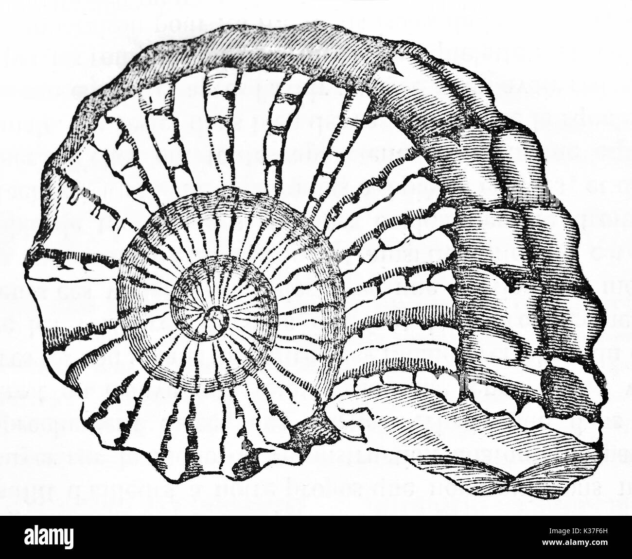 Alte Ammonit fossil in einem minimalen grafischen Stil dargestellt und isoliert. Alte Illustration von unbekannter Autor auf Magasin Pittoresque Paris 1834 veröffentlicht. Stockfoto