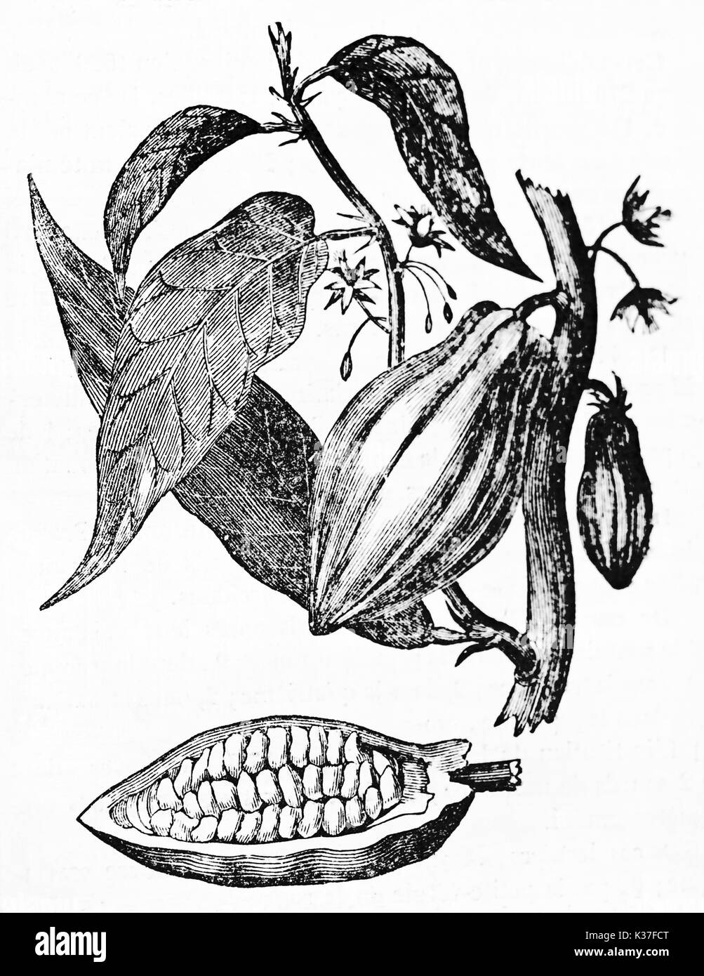 Alte botanische isoliert Abbildung des Kakaobaums, Blumen, Früchte und Blätter. Alte Illustration von unbekannter Autor auf Magasin Pittoresque Paris 1834 veröffentlicht. Stockfoto