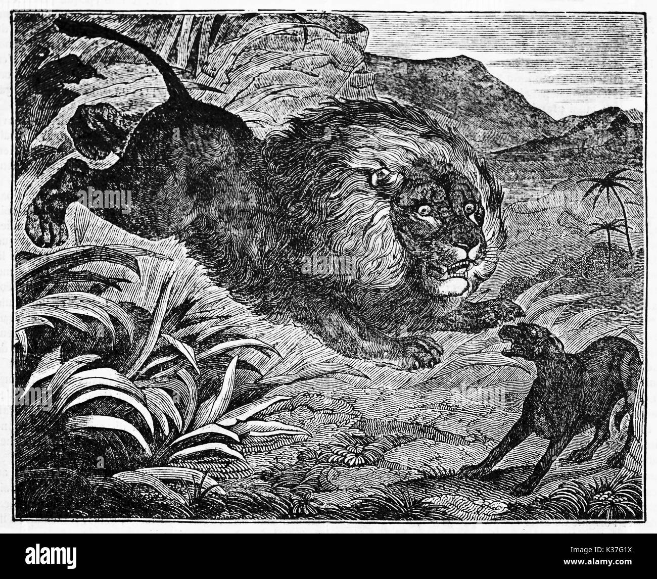 Lion Angriffe angst Hund im Dschungel mit einem furchtbaren Hinterhalt. Alte Illustration von unbekannter Autor, auf Magasin Pittoresque, Paris, 1834 veröffentlicht. Stockfoto