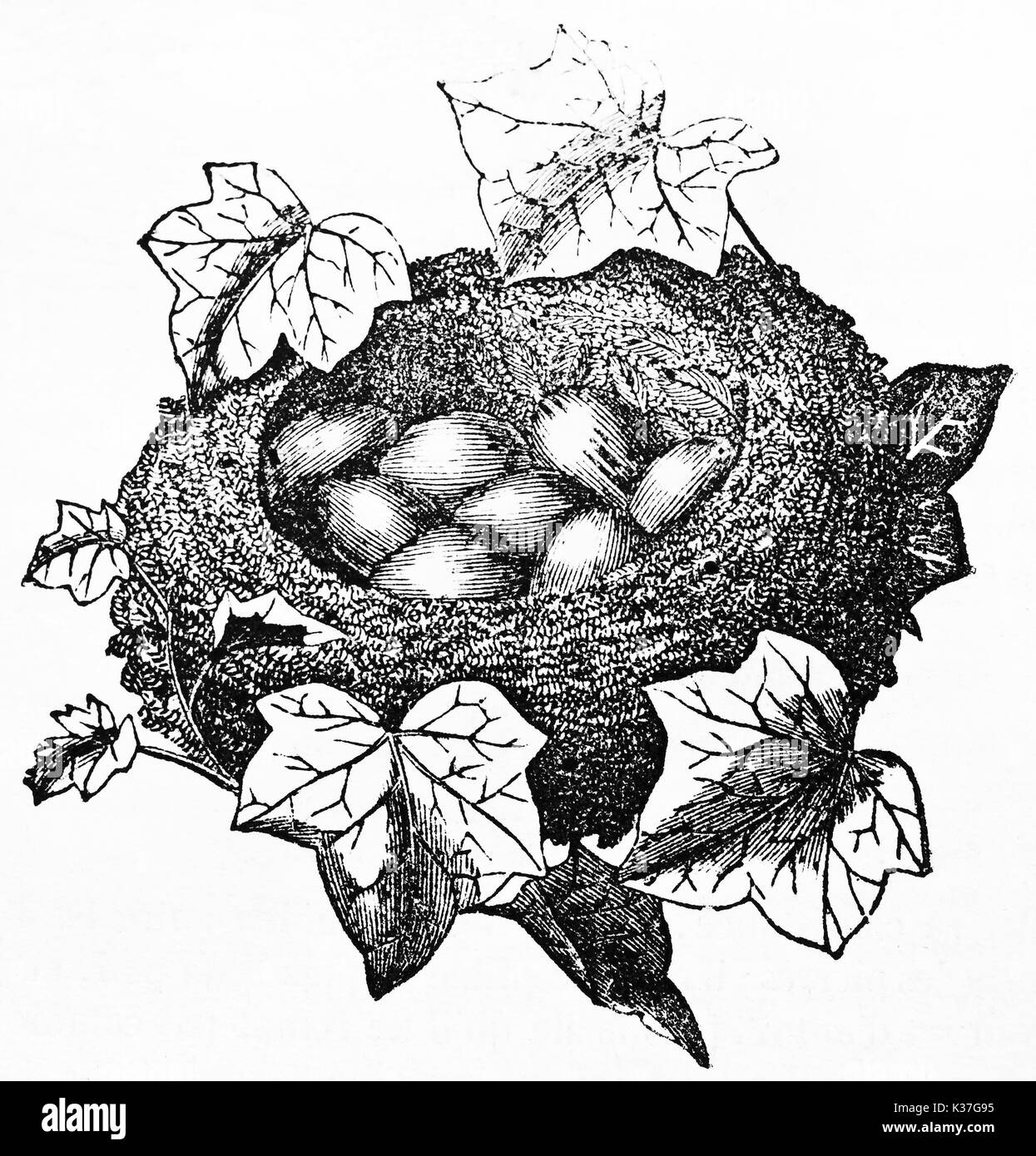 Isolierte typische Vogel Nest mit den Eiern im Inneren. Goldcrest's Nest (Regulus Regulus). Alte Illustration von unbekannter Autor, auf Magasin Pittoresque, Paris, 1834 veröffentlicht. Stockfoto