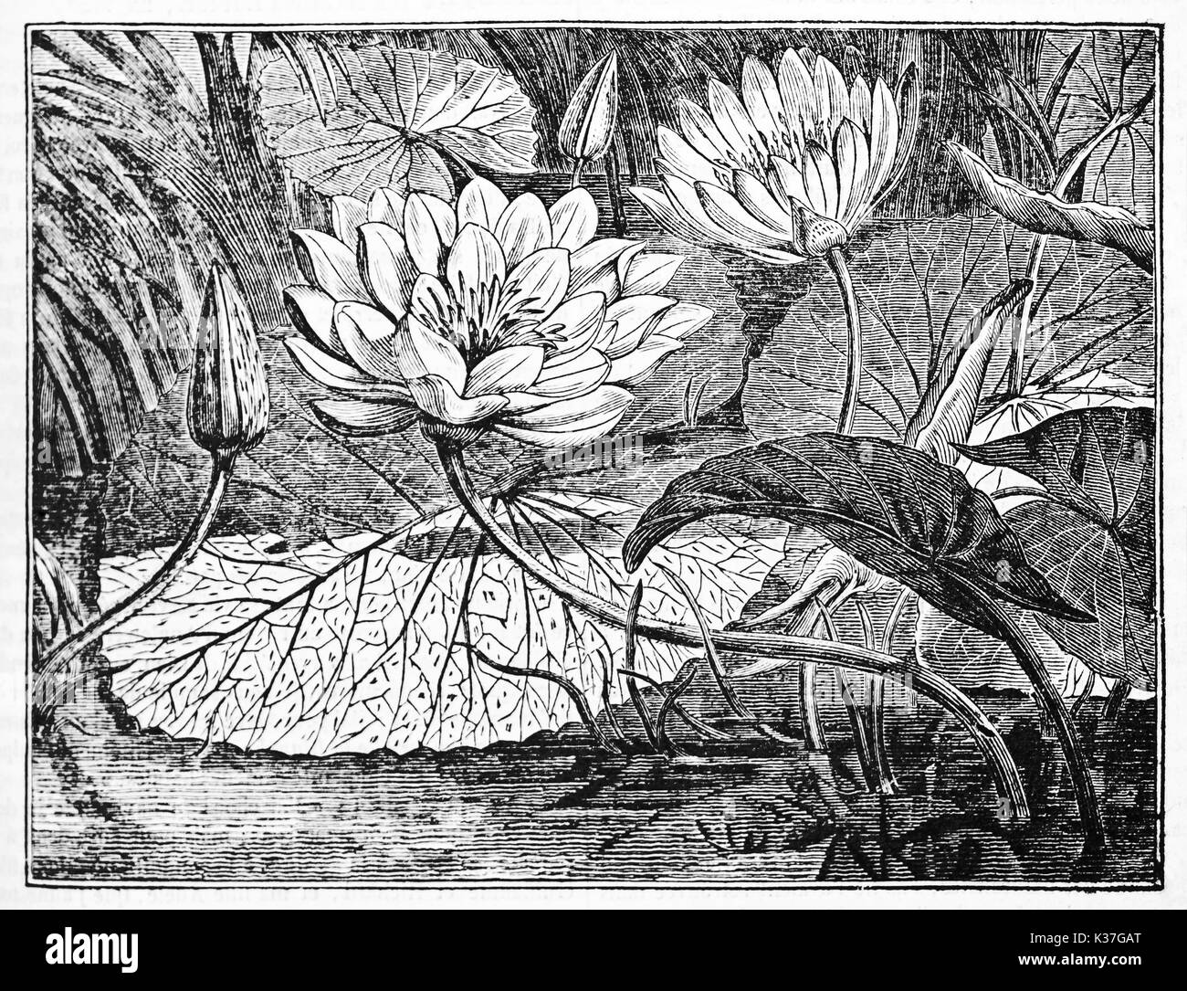 Blätter, Blüten und Knospen, weiße Bettwäsche aus ägyptischer Lotus (Nymphaea Lotus). Alte Illustration von unbekannter Autor, auf Magasin Pittoresque, Paris, 1834 veröffentlicht. Stockfoto