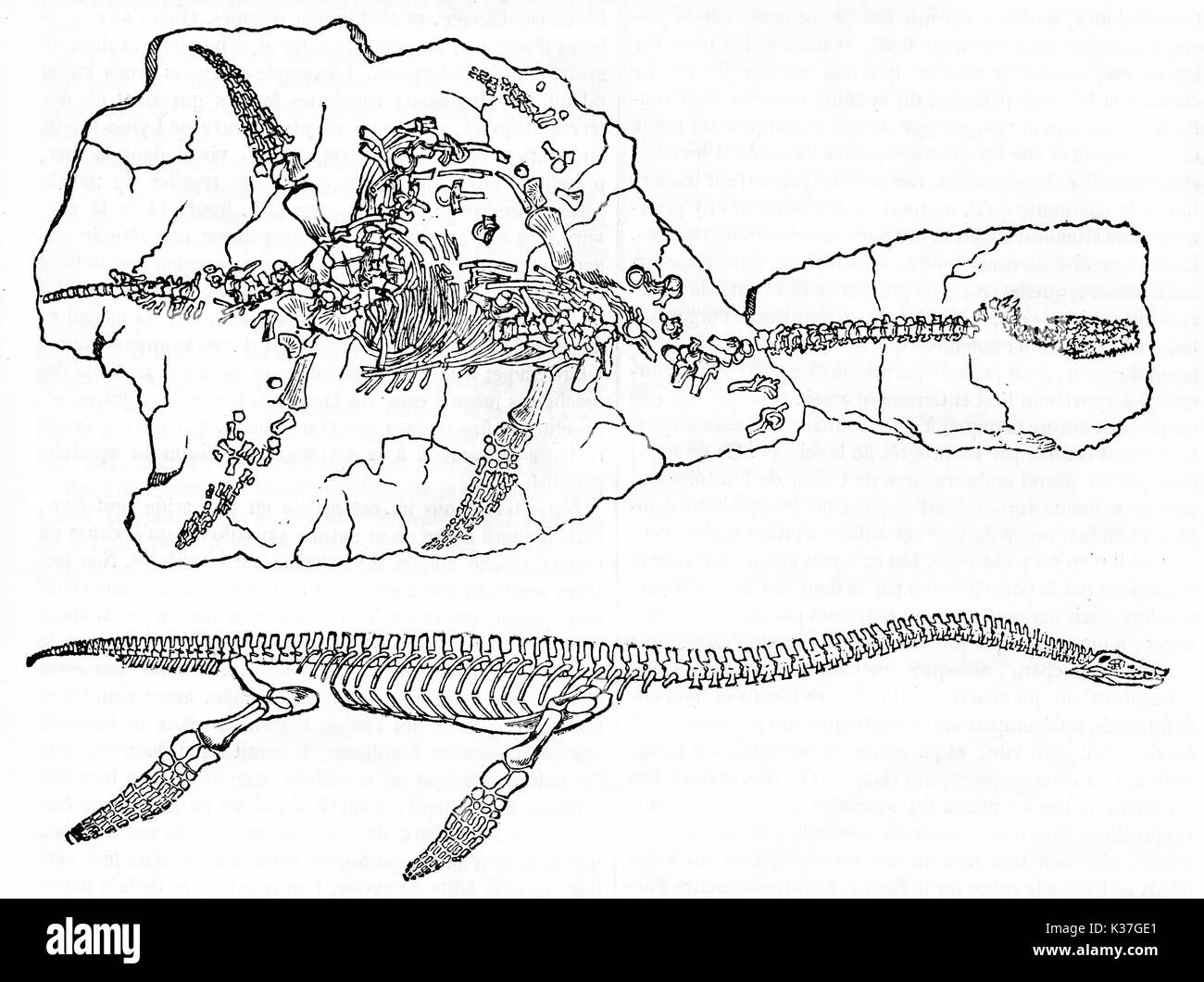 Plesiosaur fossile und restaurierten Skelett. Alte Illustration von unbekannter Autor, auf Magasin Pittoresque, Paris, 1834 veröffentlicht. Stockfoto