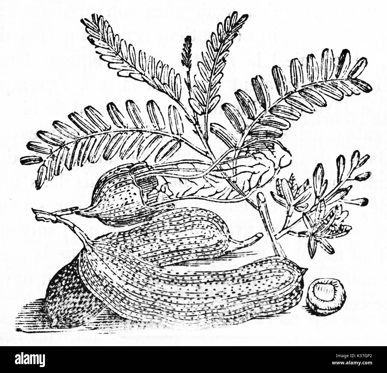 Schwarze und weiße botanischen Abbildung der Tamarinde Früchte und Blätter (Tamarindus indica). Alte Illustration von unbekannter Autor auf Magasin Pittoresque Paris 1834 veröffentlicht. Stockfoto